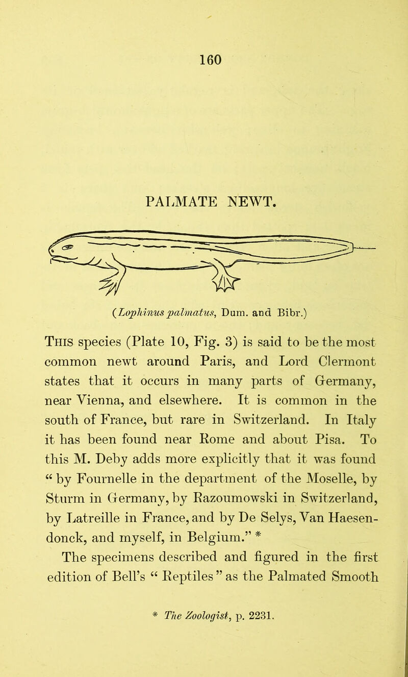 PALMATE NEWT. (Lophinuspahnatus, Dum. and Bibr.) This species (Plate 10, Fig. 3) is said to be the most common newt around Paris, and Lord Clermont states that it occurs in many parts of Grermany, near Vienna, and elsewhere. It is common in the south of France, but rare in Switzerland. In Italy it has been found near Rome and about Pisa. To this M. Deby adds more explicitly that it was found “ by Fournelle in the department of the Moselle, by Sturm in Grermany, by Razoumowski in Switzerland, by Latreille in France, and by De Selys, Van Haesen- donck, and myself, in Belgium.” * The specimens described and figured in the first edition of Bell’s “ Reptiles ” as the Palmated Smooth