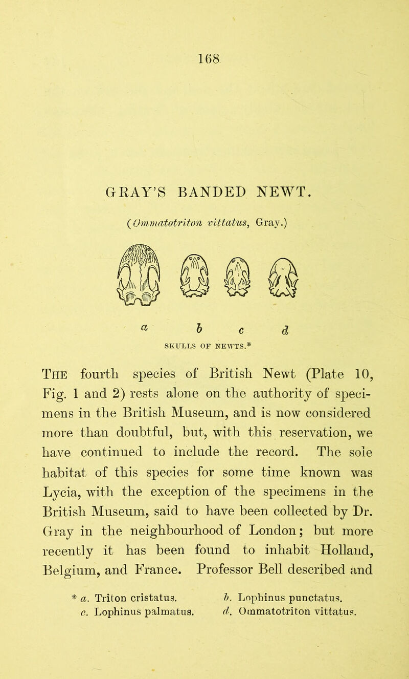 GRAY’S BANDED NEWT. (Ommatotriton vittatus, Gray.) bed SKULLS OF NEWTS.* The fourth species of British Newt (Plate 10, Fig. 1 and 2) rests alone on the authority of speci- mens in the British Museum, and is now considered more than doubtful, but, with this reservation, we have continued to include the record. The sole habitat of this species for some time known was Lycia, with the exception of the specimens in the British Museum, said to have been collected by Dr. Gray in the neighbourhood of London; but more recently it has been found to inhabit Holland, Belgium, and France. Professor Bell described and * a. Triton cristatus. b. Lophinus punctatus. c. Lophinns palmatus. d. Ommatotriton vittatu?.