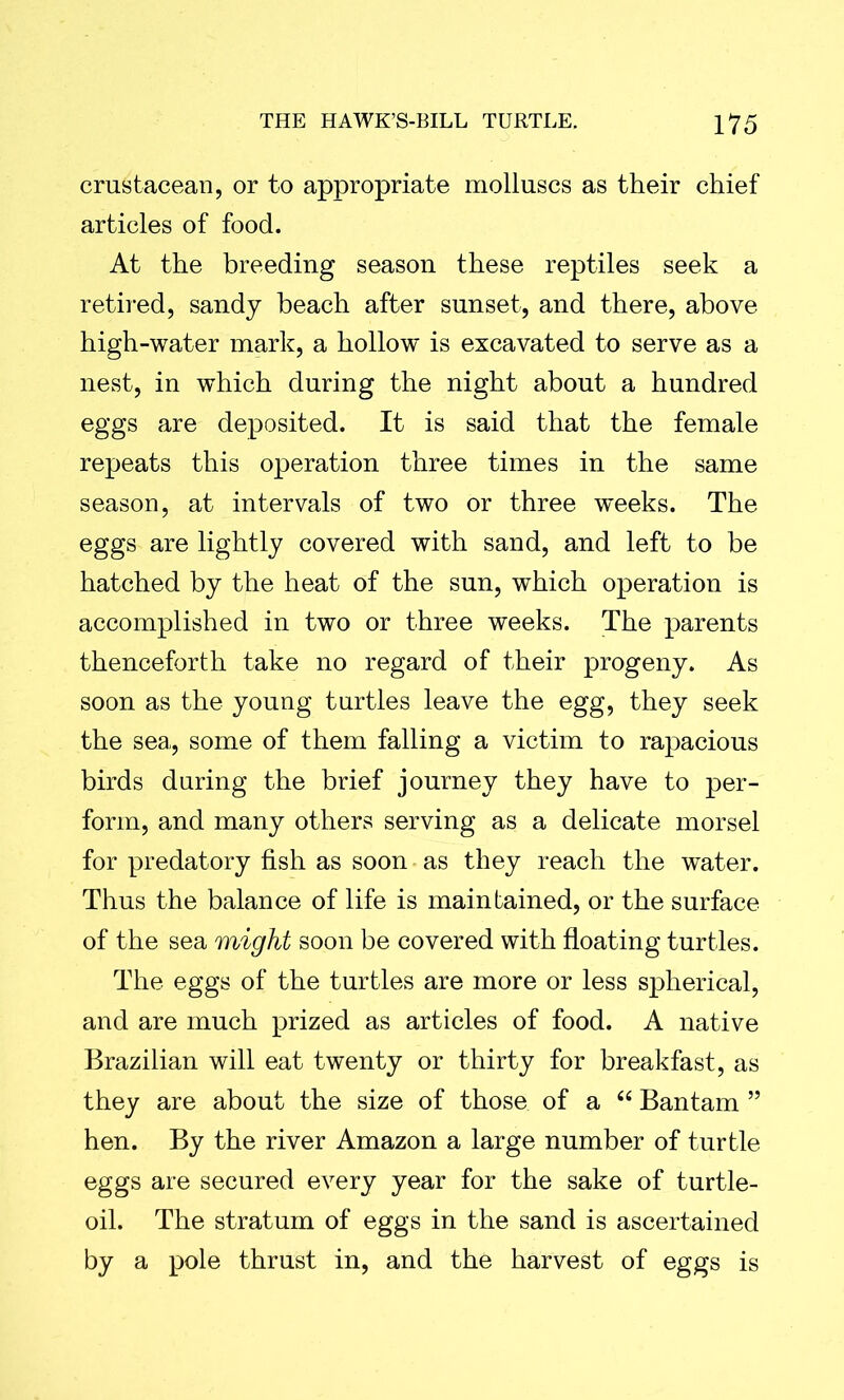 crustacean, or to appropriate molluscs as their chief articles of food. At the breeding season these reptiles seek a retired, sandy beach after sunset, and there, above high-water mark, a hollow is excavated to serve as a nest, in which during the night about a hundred eggs are deposited. It is said that the female repeats this operation three times in the same season, at intervals of two or three weeks. The eggs are lightly covered with sand, and left to be hatched by the heat of the sun, which operation is accomplished in two or three weeks. The parents thenceforth take no regard of their progeny. As soon as the young turtles leave the egg, they seek the sea, some of them falling a victim to rapacious birds during the brief journey they have to per- form, and many others serving as a delicate morsel for predatory fish as soon as they reach the water. Thus the balance of life is maintained, or the surface of the sea might soon be covered with floating turtles. The eggs of the turtles are more or less spherical, and are much prized as articles of food. A native Brazilian will eat twenty or thirty for breakfast, as they are about the size of those of a “ Bantam ” hen. By the river Amazon a large number of turtle eggs are secured every year for the sake of turtle- oil. The stratum of eggs in the sand is ascertained by a pole thrust in, and the harvest of eggs is