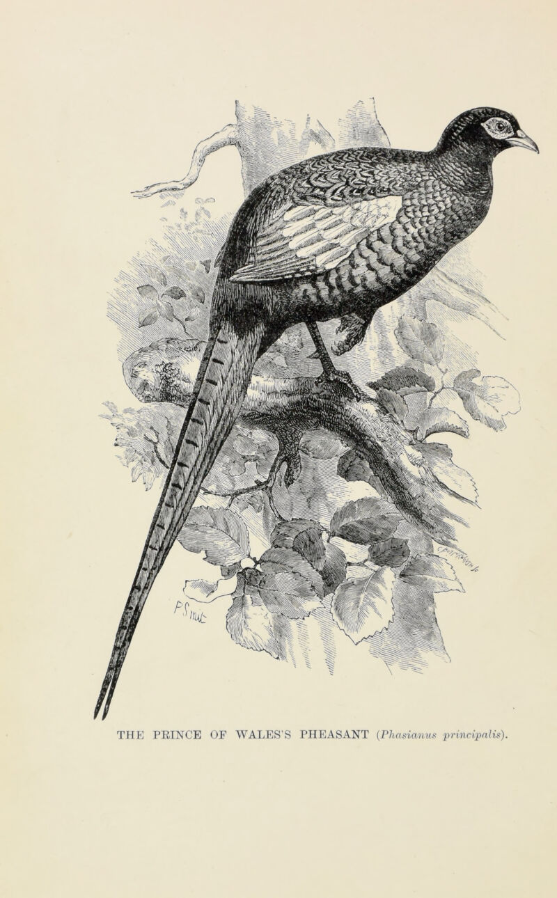 THE PRINCE OF WALES’S PHEASANT (Phasianus principalis)