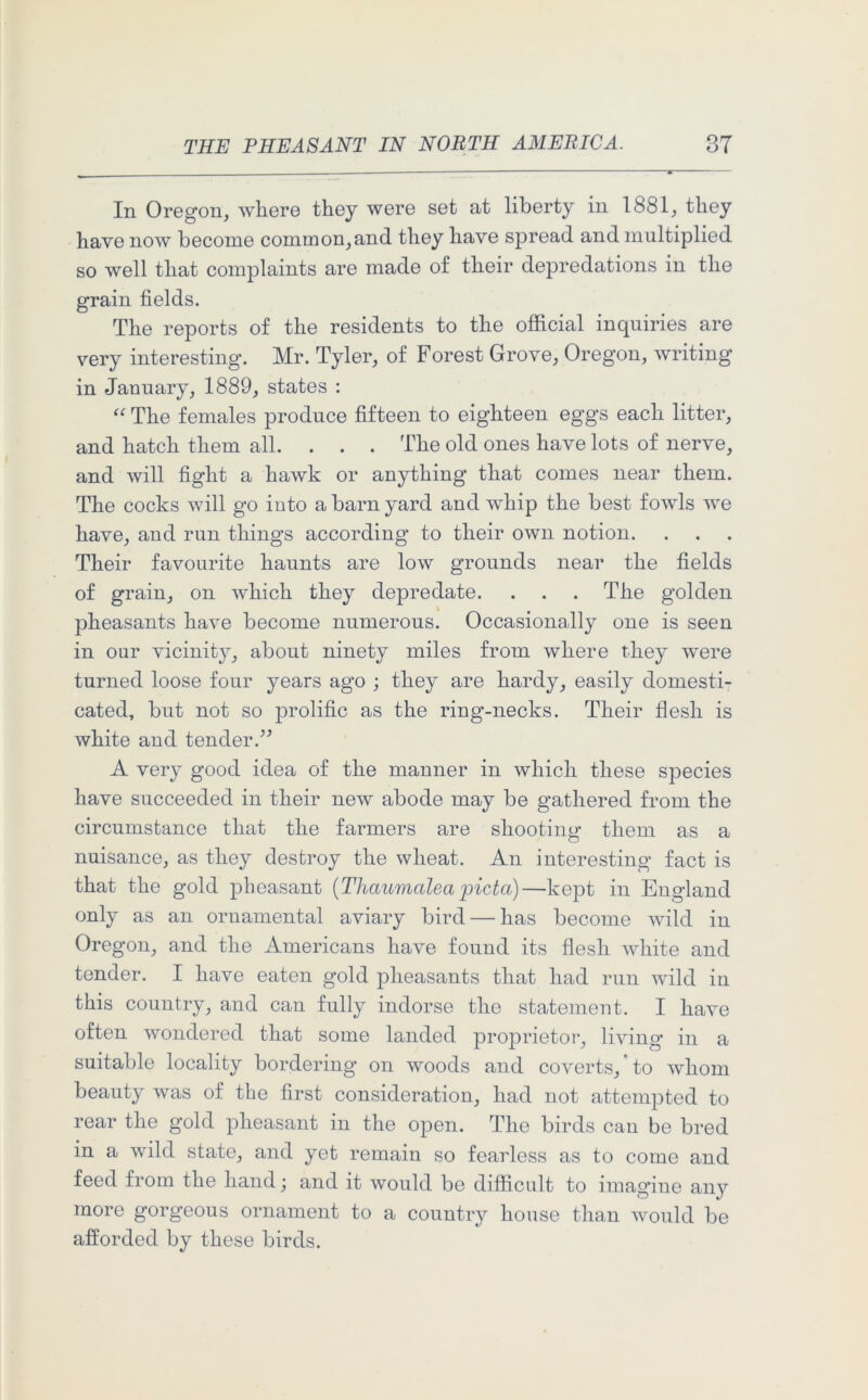 In Oregon, where they were set at liberty in 1881, they have now become common, and they have spread and multiplied so well that complaints are made of their depredations in the grain fields. The reports of the residents to the official inquiries are very interesting. Mr. Tyler, of Forest Grove, Oregon, writing in January, 1889, states : “ The females produce fifteen to eighteen eggs each litter, and hatch them all. . . . The old ones have lots of nerve, and will fight a hawk or anything that comes near them. The cocks will go iuto a barn yard and whip the best fowls we have, and run things according to their own notion. Their favourite haunts are low grounds near the fields of grain, on which they depredate. . . . The golden pheasants have become numerous. Occasionally one is seen in our vicinity, about ninety miles from where they were turned loose four years ago ; they are hardy, easily domesti- cated, but not so prolific as the ring-necks. Their flesh is white and tender.” A very good idea of the manner in which these species have succeeded in their new abode may be gathered from the circumstance that the farmers are shooting them as a nuisance, as they destroy the wheat. An interesting fact is that the gold pheasant (Thaumalea picta)—kept in England only as an ornamental aviary bird — has become wild in Oregon, and the Americans have found its flesh white and tender. I have eaten gold pheasants that had run wild in this country, and can fully indorse the statement. I have often wondered that some landed proprietor, living in a suitable locality bordering on woods and coverts, ’ to whom beauty was of the first consideration, had not attempted to rear the gold pheasant in the open. The birds can be bred in a wild state, and yet remain so fearless as to come and feed from the hand; and it would be difficult to imagine any more gorgeous ornament to a country house than would be afforded by these birds.