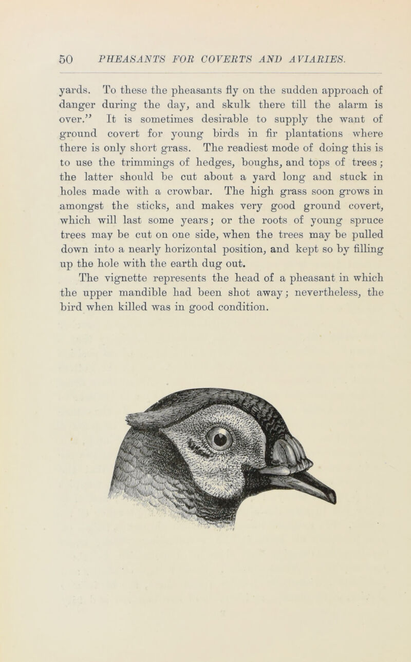 yards. To these the pheasants fiy on the sudden approach of danger during the day, and skulk there till the alarm is over.” It is sometimes desirable to supply the want of ground covert for young birds in fir plantations where there is only short grass. The readiest mode of doing this is to use the trimmings of hedges, boughs, and tops of trees; the latter should be cut about a yard long and stuck in holes made with a crowbar. The high grass soon grows in amongst the sticks, and makes very good ground covert, which will last some years; or the roots of young spruce trees may be cut on one side, when the trees may be pulled down into a nearly horizontal position, and kept so by filling up the hole with the earth dug out. The vignette represents the head of a pheasant in which the upper mandible had been shot away; nevertheless, the bird when killed was in good condition.