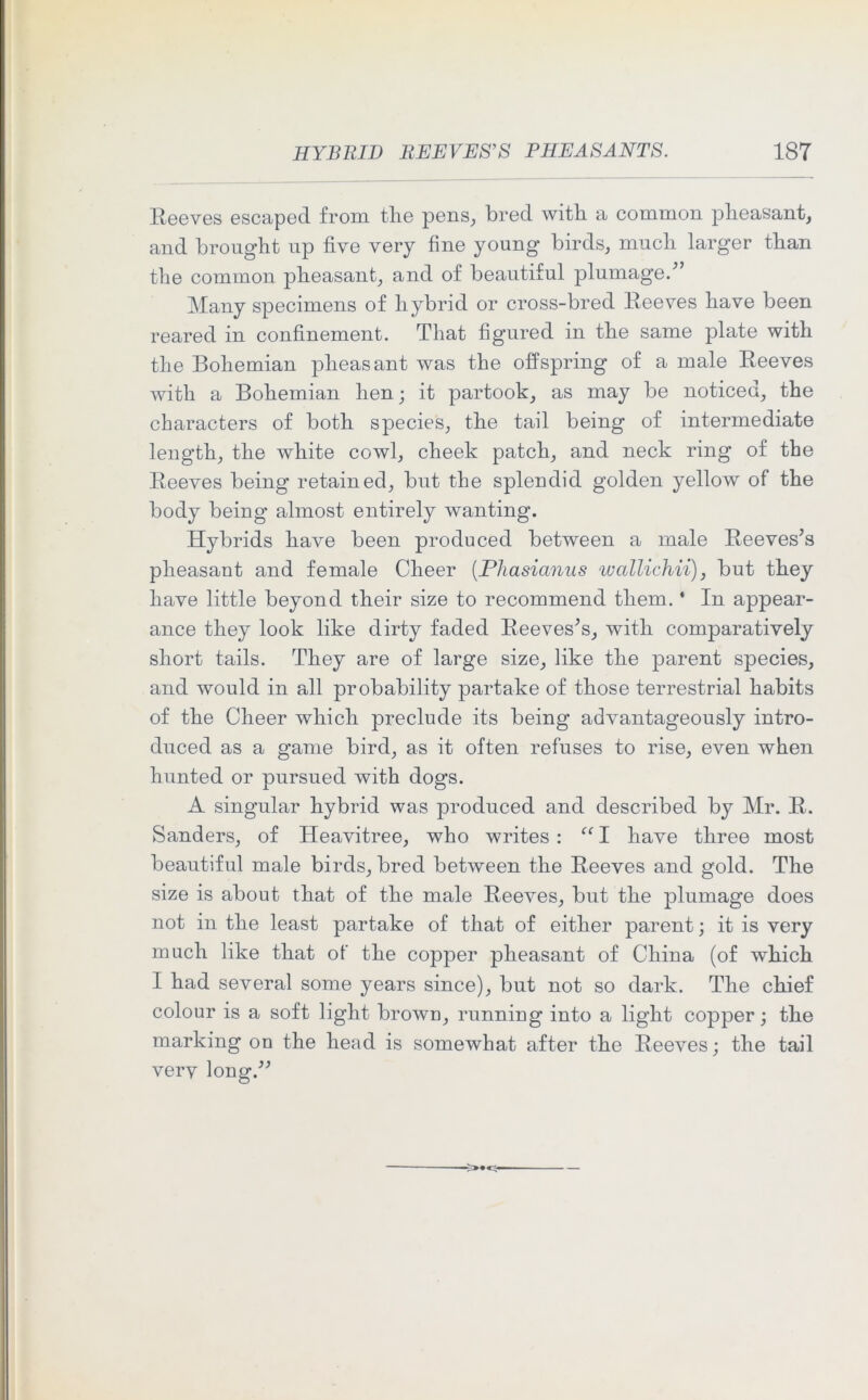 HYBRID REEVES’S PHEASANTS. 18T Reeves escaped from the pens, bred with a common pheasant, and brought up five very fine young birds, much larger than the common pheasant, and of beautiful plumage/’ Many specimens of hybrid or cross-bred Reeves have been reared in confinement. That figured in the same plate with the Bohemian pheasant was the offspring of a male Reeves with a Bohemian hen; it partook, as may be noticed, the characters of both species, the tail being of intermediate length, the white cowl, cheek patch, and neck ring of the Reeves being retained, but the splendid golden yellow of the body being almost entirely wanting. Hybrids have been produced between a male Reeves’s pheasant and female Cheer (Pliasianus wallichii), but they have little beyond their size to recommend them.' In appear- ance they look like dirty faded Reeves’s, with comparatively short tails. They are of large size, like the parent species, and would in all probability partake of those terrestrial habits of the Cheer which preclude its being advantageously intro- duced as a game bird, as it often refuses to rise, even when hunted or pursued with dogs. A singular hybrid was produced and described by Mr. R. Sanders, of Ideavitree, who writes : “ I have three most beautiful male birds, bred between the Reeves and gold. The size is about that of the male Reeves, but the plumage does not in the least partake of that of either parent; it is very much like that of the copper pheasant of China (of which I had several some years since), but not so dark. The chief colour is a soft light brown, running into a light copper; the marking on the head is somewhat after the Reeves; the tail verv long.”