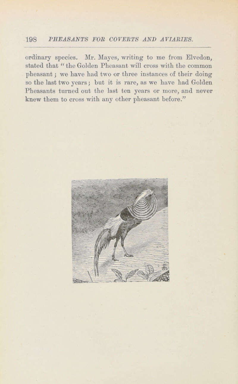 ordinary species. Mr. Mayes, writing to me from Elvedon, stated that “the Golden Pheasant will cross with the common pheasant; we have had two or three instances of their doing so the last two years; but it is rare, as we have had Golden Pheasants turned out the last ten years or more, and never knew them to cross with any other pheasant before.”