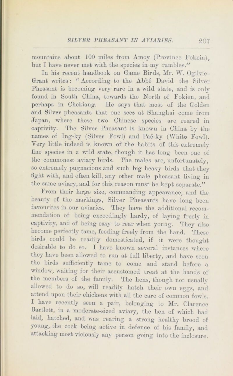 mountains about 100 miles from Amoy (Province Fokein), but I have never met with the species in my rambles.” In his recent handbook on Game Birds, Mr. W. Ogilvie- Grant writes: “ According to the Abbe David the Silver Pheasant is becoming very rare in a wild state, and is only found in South China, towards the North of Fokien, and perhaps in Chekiang. He says that most of the Golden and Silver pheasants that one sees at Shanghai come from Japan, where these two Chinese species are reared in captivity. The Silver Pheasant is known in China by the names of Ing-ky (Silver Fowl) and Pae-ky (White Fowl). Yery little indeed is known of the habits of this extremely fine species in a wild state, though it has long been one of the commonest aviary birds. The males are, unfortunately, so extremely pugnacious and such big heavy birds that they fight with, and often kill, any other male pheasant living in the same aviary, and for this reason must be kept separate.” From their large size, commanding appearance, and the beauty of the markings, Silver Pheasants have long been favourites in our aviaries. They have the additional recom- mendation of being exceedingly hardy, of laying freely in captivity, and of being easy to rear when young. They also become perfectly tame, feeding freely from the hand. These birds could be readily domesticated, if it were thought desirable to do so. I have known several instances where they have been allowed to run at full liberty, and have seen the birds sufficiently tame to come and stand before a window, waiting for their accustomed treat at the hands of the members of the family. The hens, though not usually allowed to do so, will readily hatch their own egg’s, and attend upon their chickens with all the care of common fowls. I have recently seen a pair, belonging to Mr. Clarence Baitlett, in a moderate-sized aviary, the hen of which had laid, hatched, and was rearing a strong healthy brood of young, the cock being active in defence of his family, and attacking most viciously any person going into the inclosure.