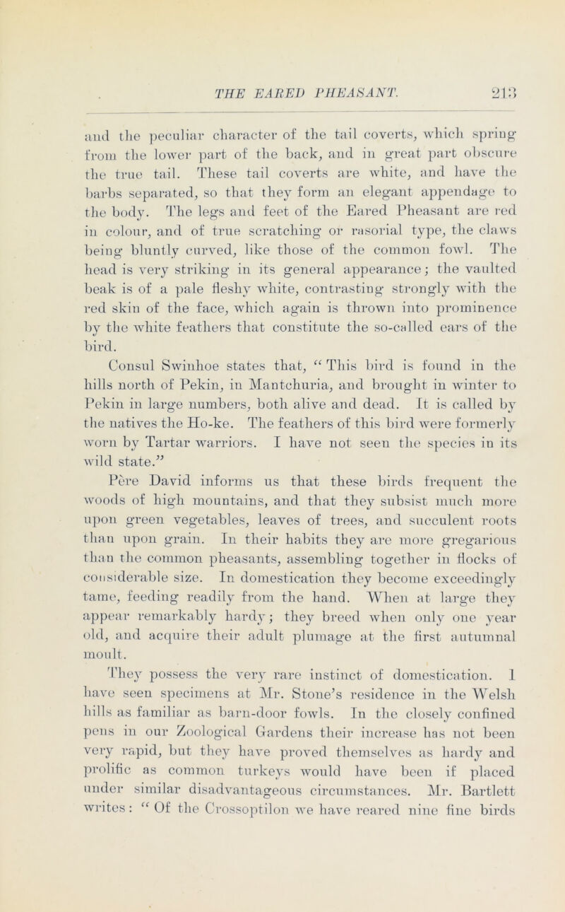 O and tlie peculiar character of the tail coverts, which spring from the lower part of the back, and in great part obscure the true tail. These tail coverts are white, and have the barbs separated, so that they form an elegant appendage to the body. The legs and feet of the Eared Pheasant are red in colour, and of true scratching or rasorial type, the claws being bluntly curved, like those of the common fowl. The head is very striking in its general appearance; the vaulted beak is of a pale fleshy white, contrasting strongly with the red skin of the face, which again is thrown into prominence by the white feathers that constitute the so-called ears of the bird. Consul Swinhoe states that, “ This bird is found in the hills north of Pekin, in Mantohuria, and brought in winter to Pekin in large numbers, both alive and dead. It is called by the natives the Ho-ke. The feathers of this bird were formerly worn by Tartar warriors. I have not seen the species in its wild state.” Pere David informs us that these birds frequent the woods of high mountains, and that they subsist much more upon green vegetables, leaves of trees, and succulent roots than upon grain. In their habits they are more gregarious than the common pheasants, assembling together in flocks of considerable size. In domestication they become exceedingly tame, feeding readily from the hand. When at large they appear remarkably hardy; they breed when only one year old, and acquire their adult plumage at the first autumnal moult. They possess the very rare instinct of domestication. 1 have seen specimens at Mr. Stone’s residence in the Welsh hills as familiar as barn-door fowls. In the closely confined pens in our Zoological Gardens their increase has not been very rapid, but they have proved themselves as hardy and prolific as common turkeys would have been if placed under similar disadvantageous circumstances. Mr. Bartlett wri tes: “ Of the Crossoptilon we have reared nine fine birds
