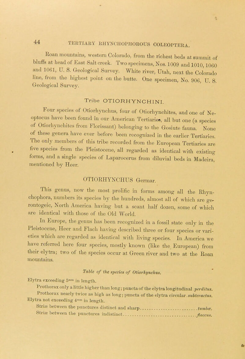 TKRTIAKY KUYNCUOPIIOROUS COLKOPTEUA. Roan mountains, western Colorado, from the ricliest beds at summit of bluffs at head of East Salt creek. Two specimeus. Nos. 1009 and 1010, lOGO and 1061, U. S. Geological Survey. White river, Utah, next the Colorado line, from the highest point on the butte. One specimen, No. 90G, U. S Geological Suiwey. Tribe OTIORHYNCHINI. Four species of Otiorhynchus, four of Otiorhjmchites, and one of Ne- optocus have been found in our American Tertiaries, all but one (a species of Otiorhynchites froTii Florissant) belonging to the Gosiute fauna. None of these genera have ever before been recognized in the earlier Tertiaries. 4’he only members of this ti-ibe recorded from the European Tertiaries are five species from the Pleistocene, all regarded as identical with existing foi-ms, and a single species of Laparocerus from diluvial beds in Madeira, mentioned by Heer. OTIORHYNCHUS Germar. This genus, now the most prolific in forms among all the Rhyn- chophora, numbers its species by the Imndreds, almost all of which are ge- lontogeic. North America havdng but a scant half dozen, some of which are identical with those of the Old World. In Europe, the genus has been recognized in a fossil state only in the 1 leistocene, Heer and Flach having described three or four species or vari- eties which are regarded as identical with living species. In America we have lefeiTed here fom’ species, mostly known (like the Eurojjean) from their elytra; two of the species occur at Green river and two at the Roan mountains. Table of the species of Otiorhynchus. Elytra exceeding 5” in length. Piothorax only a little higher than long; i)uncta of the elytra longitudinal perditus. Prothorax nearly twice as high as long; nnnctii of the elytra circular. Elytra not exceeding 4'' in length. Striie between the i)iincture.s distinct and sharp Striie between the punctures indistinct . tumher, .Jtacciis.