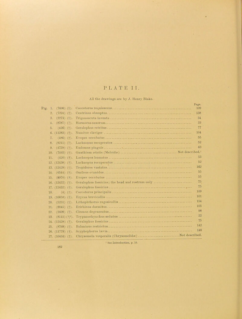 All tlie drawings are bj' J. Henry Blake. Page. Pig. 1. (7606) (f). Coccotorus ruiiuiescens 109 2. (722d) (^). Centriiius obnuptns 138 3. (2271) (f). TrigonoHcntii iuventa 34 4. (8787) (i). Hormorus saxorum 33 5. (426) (V). Geraloplius retritns 77 6. (11283) (f). Ntiniilor claviger 104 7. (486) (f). Evopes occiibatus 55 8. (9215) (?). Lacbnopus recuperatiia 52 9. (4739) (?). Eudoiuua piuguis 63 10. (7493) (^). Guutbium a*tatis (Meloidjv) Not described.* 11. (420) (?). Lacbnopus bumatus 53 12. (12438) (^). Lacbnopus reciiperatiis 52 13. (12429) (^). Tropideres vastatiis 162 14. (6544) (f). Oinileus cvanidiis 55 15. (8970) (f). Evope.s occubutus 55 16. (12432) (V). Gcralopbus fossicins; the bead and rostrum only 75 17. (12432) (f). Geralophus fossiciiis 75 16. (4) {^). Coccotorus principalis 169 19. (100.58) (^). Erycus brevicollls 161 20. (5251) (^). Litbopbtborus rugosieollis 164 21. (8845) (f). Erirbinua dorinitus 165 22. (2609) (^). Cleouus degcueratus 68 23. (8115) Trypauorbynchus sedatus 22 24. (12428) (?). Geralophus fossicius 25. (8768) (f). Balauinus 142 26. (11779) (^). Scypbopborus Irevis 146 27. (10416) if). Cbrysoinela vesperalis (Cbrysomelidffi) Not described. ' Sco IntrodnctloQ, p. 10. 182