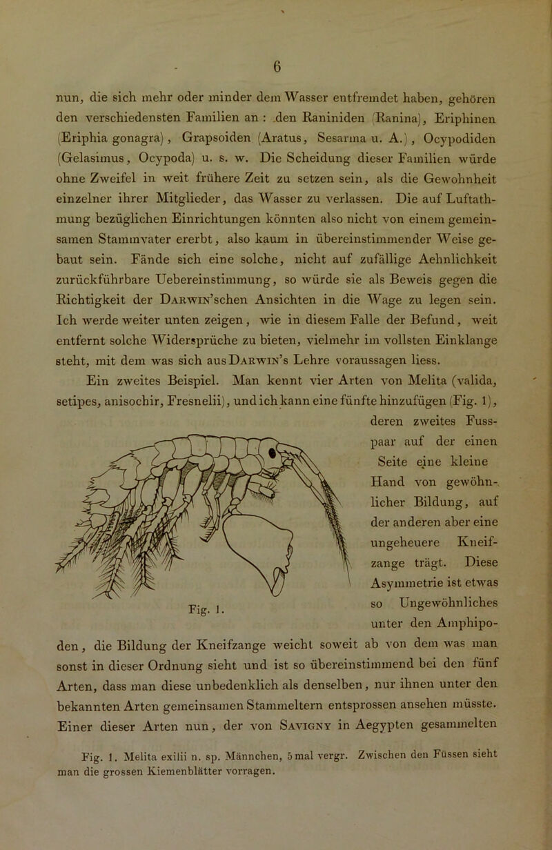 nun, die sich mehr oder minder dem Wasser entfremdet haben, gehören den verschiedensten Familien an : .den Raniniden (Ranina), Eriphinen (Eriphia gonagra), Grapsoiden (Aratus, Sesanna u. A.), Ocypodiden (Gelasimus, Ocypoda) u. s. w. Die Scheidung dieser Familien würde ohne Zweifel in weit frühere Zeit zu setzen sein, als die Gewohnheit einzelner ihrer Mitglieder, das Wasser zu verlassen. Die auf Luftath- mung bezüglichen Einrichtungen könnten also nicht von einem gemein- samen Stammvater ererbt, also kaum in übereinstimmender Weise ge- baut sein. Fände sich eine solche, nicht auf zufällige Aehnlichkeit zurückführbare Uebereinstimmung, so würde sie als Beweis gegen die Richtigkeit der DARwnsr’schen Ansichten in die Wage zu legen sein. Ich werde weiter unten zeigen , wie in diesem Falle der Befund, weit entfernt solche Widersprüche zu bieten, vielmehr im vollsten Einklänge steht, mit dem was sich aus Darwin’s Lehre Voraussagen liess. Ein zweites Beispiel. Man kennt vier Arten von Melita (valida, setipes, anisochir, Fresnelii), und ich kann eine fünfte hinzufügen (Fig. 1), deren zweites Fuss- paar auf der einen Seite eine kleine Hand von gewöhn- licher Bildung, auf der anderen aber eine ungeheuere Kneif- zange trägt. Diese Asymmetrie ist etwas so Ungewöhnliches unter den Amphipo- den, die Bildung der Kneifzange weicht soweit ab von dem was man sonst in dieser Ordnung sieht und ist so übereinstimmend bei den fünf Arten, dass man diese unbedenklich als denselben, nur ihnen unter den bekannten Arten gemeinsamen Stammeltern entsprossen ansehen müsste. Einer dieser Arten nun, der von Savigny in Aegypten gesammelten Fig. 1. Melita exilii n. sp. Männchen, 5 mal vergr. Zwischen den Füssen sieht man die grossen Kiemenblätter vorragen.