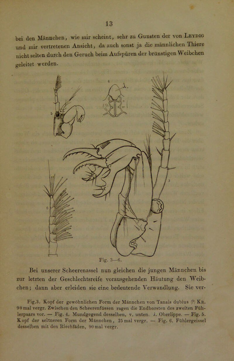 bei den Männchen, wie mir scheint, sehr zu Gunsten der von Leydig und mir vertretenen Ansicht, da auch sonst ja die männlichen Thiere nicht selten durch den Geruch beim Aufspüren der brünstigen Weibchen geleitet werden. Bei unserer Scheerenassel nun gleichen die jungen Männchen bis zur letzten der Geschlechtsreife vorausgehenden Häutung den Weib- chen; dann aber erleiden sie eine bedeutende Verwandlung. Sie ver- Fig.3. Kopf der gewöhnlichen Form der Männchen von Tanais dubius (?) Kr. 90mal vergr. Zwischen den Scheerenfüssen ragen die Endborsten des zweiten Füh- lerpaars vor. — Fig. 4. Mundgegend desselben, v. unten. ).. Oberlippe. — Fig. 5. Kopf der seltneren Form der Männchen, 25 mal vergr. — Fig. 6. Fühlergeissel desselben mit den liiechfäden, 90 mal vergr.