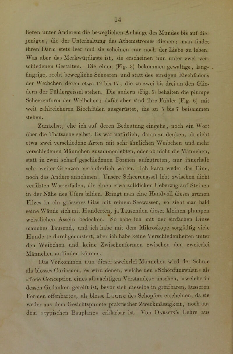 lieren unter Anderem die beweglichen Anhänge des Mundes bis auf die- jenigen, die der Unterhaltung des Athemstromes dienen; man findet ihren Darm stets leer und sie scheinen nur noch der Liebe zu leben. Was aber das Merkwürdigste ist, sie erscheinen nun unter zwei ver- schiedenen Gestalten. Die einen (Fig. 3) bekommen gewaltige, lang- . fingrige, recht bewegliche Scheeren und statt des einzigen Riechfadens der Weibchen deren etwa 12 bis 17, die zu zwei bis drei an den Glie- dern der Fühlergeissei stehen. Die andern (Fig. 5) behalten die plumpe Scheeren form der Weibchen; dafür aber sind ihre Fühler (Fig. 6) mit weit zahlreicheren Riechfäden ausgerüstet, die zu 5 bis 7 beisammen stehen. Zunächst, ehe ich auf deren Bedeutung eingehe, noch ein Wort über die Thatsache selbst. Es war natürlich, daran zu denken, ob nicht etwa zwei verschiedene Arten mit sehr ähnlichen Weibchen und mehr verschiedenen Männchen zusammenlebten, oder ob nicht die Männchen, statt in zwei scharf geschiedenen Formen aufzutreten, nur innerhalb sehr Aveiter Grenzen veränderlich wären. Ich kann weder das Eine, noch das Andere annehmen. Unsere Scheerenassel lebt zwischen dicht verfilzten Wasserfäden, die einen etwa zolldicken Ueberzug auf Steinen in der Nähe des Ufers bilden. Bringt man eine Handvoll dieses grünen Filzes in ein grösseres Glas mit reinem Seewasser, so sieht man bald seine Wände sich mit Hunderten, ja Tausenden dieser kleinen plumpen weisslichen Asseln bedecken. So habe ich mit der einfachen Linse manches Tausend, und ich habe mit dem Mikroskope sorgfältig viele Hunderte durchgemustert, aber ich habe keine Verschiedenheiten unter den Weibchen und keine Zwischenformen zwischen den zweierlei Männchen auffinden können. Das Vorkommen nun dieser zweierlei Männchen wird der Schule als blosses Curiosum, es wird denen, welche den »Schöpfungsplan« als »freie Conception eines allmächtigen Verstandes« ansehen, »welche in dessen Gedanken gereift ist, bevor sich dieselbe in greifbaren, äusseren Formen offenbarte«, als blosse Laune des Schöpfers erscheinen, da sie weder aus dem Gesichtspuncte praktischer Zweckmässigkeit, noch aus dem »typischen Bauplane« erklärbar ist. Von Dar.vin’s Lehre aus