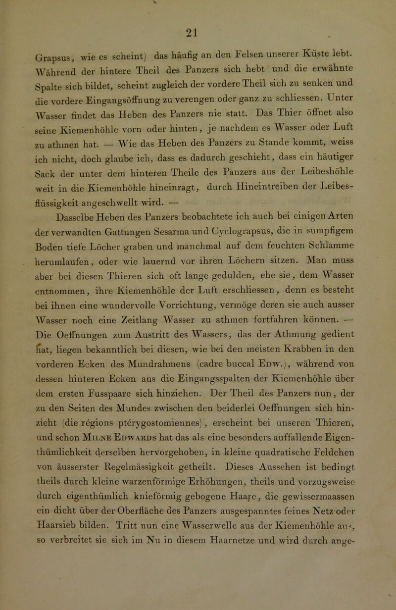 Grapsus, wie es scheint) das häufig an den i eisen unserer Küste lebt. Während der hintere Theil des Panzers sich hebt und die erwähnte Spalte sich bildet, scheint zugleich der vordere Theil sich zu senken und die vordere Eingangsöffnung zu verengen oder ganz zu schliessen. Unter Wasser findet das Heben des Panzers nie statt. Das Thier öffnet also seine Kiemenhöhle vorn oder hinten, je nachdem es Wasser oder Luft zu athmen hat. — Wie das Heben des Panzers zu Stande kommt, weiss ich nicht, doch glaube ich, dass es dadurch geschieht, dass ein häutiger Sack der unter dem hinteren Theile des Panzers aus der Leibeshöhle weit in die Kiemenhöhle hineinragt, durch Hineintreiben der Leibes- flüssigkeit an geschwellt wird. — Dasselbe Heben des Panzers beobachtete ich auch bei einigen Arten der verwandten Gattungen Sesarma und Cyclograpsus, die in sumpfigem Boden tiefe Löcher graben und manchmal auf dem feuchten Schlamme herumlaufen, oder wie lauernd vor ihren Löchern sitzen. Man muss aber bei diesen Thieren sich oft lange gedulden, ehe sie, dem W asser entnommen, ihre Kiemenhöhle der Luft erschliessen, denn es besteht bei ihnen eine wundervolle Vorrichtung, vermöge deren sie auch ausser Wasser noch eine Zeitlang Wasser zu athmen fortfahren können. — Die Oeffnungen zum Austritt des Wassers, das der Athmung gedient fiat, liegen bekanntlich bei diesen, wie bei den meisten Krabben in den vorderen Ecken des Mundrahmens (cadre buccal Edw.), während von dessen hinteren Ecken aus die Eingangsspalten der Kiemenhöhle über dem ersten Fusspaare sich hinziehen. Der Theil des Panzers nun, der zu den Seiten des Mundes zwischen den beiderlei Oeffnungen sich hin- zieht (die regions pterygostomiennes), erscheint bei unseren Thieren, und schon Milne Edwards hat das als eine besonders auffallende Eigen- thümlichkeit derselben hervorgehoben, in kleine quadratische Feldchen von äusserster Regelmässigkeit getheilt. Dieses Aussehen ist bedingt theils durch kleine warzenförmige Erhöhungen, theils und vorzugsweise durch eigentümlich knieförmig gebogene Haare, die gewissermaassen ein dicht über der Oberfläche des Panzers ausgespanntes feines Netz oder Haarsieb bilden. Tritt nun eine Wasserwelle aus der Kiemenhöhle auy, so verbreitet sie sich im Nu in diesem Haarnetze und wird durch ange-