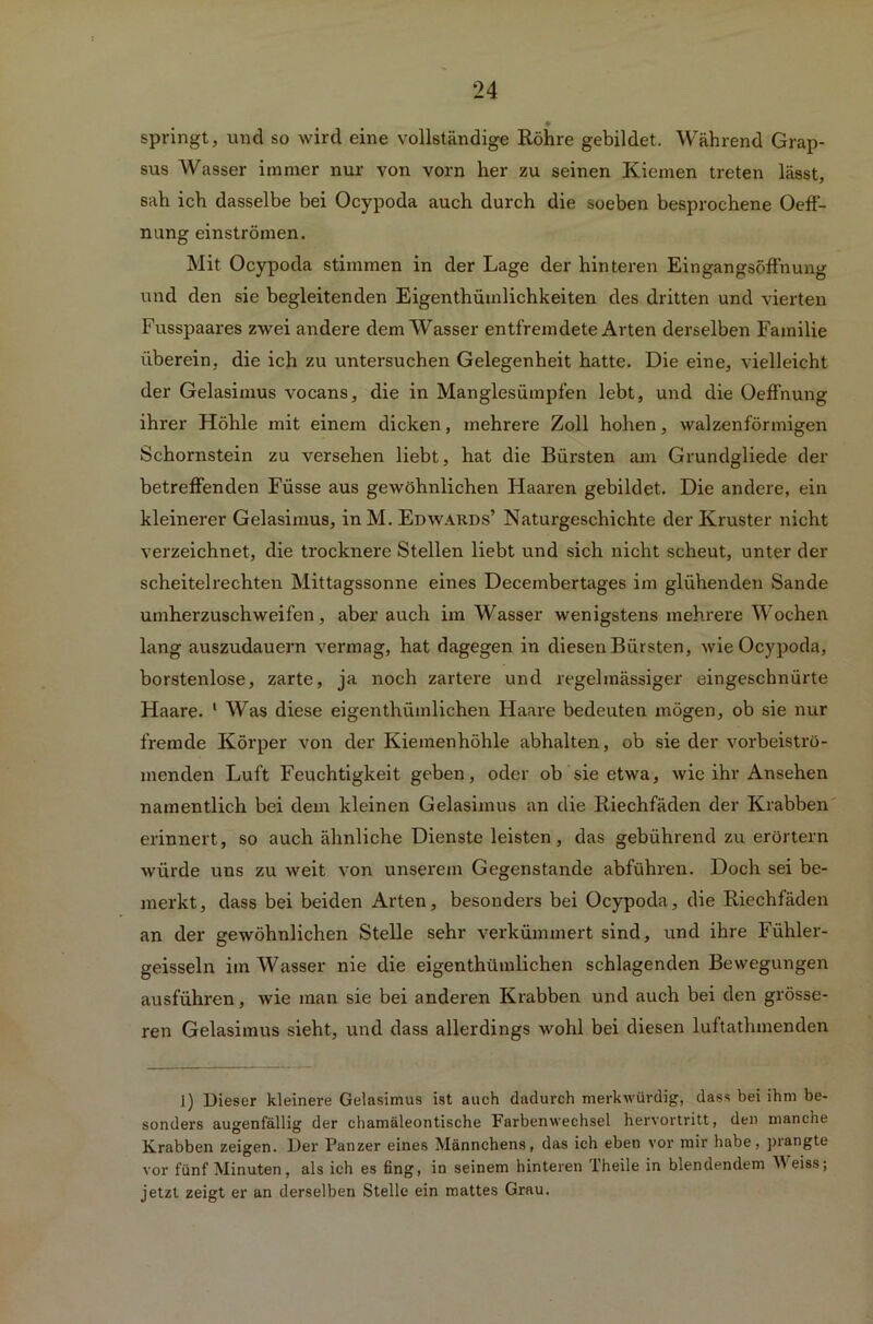 springt, und so wird eine vollständige Röhre gebildet. Während Grap- sus Wasser immer nur von vorn her zu seinen Kiemen treten lässt, sah ich dasselbe bei Ocypoda auch durch die soeben besprochene OefF- nung einströmen. Mit Ocypoda stimmen in der Lage der hinteren Eingangsöffhung und den sie begleitenden Eigenthümlichkeiten des dritten und vierten Fusspaares zwei andere dem Wasser entfremdete Arten derselben Familie überein, die ich zu untersuchen Gelegenheit hatte. Die eine, vielleicht der Gelasimus vocans, die in Manglesümpfen lebt, und die Oeffnung ihrer Höhle mit einem dicken, mehrere Zoll hohen, walzenförmigen Schornstein zu versehen liebt, hat die Bürsten am Grundgliede der betreffenden Füsse aus gewöhnlichen Haaren gebildet. Die andere, ein kleinerer Gelasimus, in M. Edwards’ Naturgeschichte der Kruster nicht verzeichnet, die trocknere Stellen liebt und sich nicht scheut, unter der scheitelrechten Mittagssonne eines Decembertages im glühenden Sande umherzuschweifen, aber auch im Wasser wenigstens mehrere Wochen lang auszudauern vermag, hat dagegen in diesen Bürsten, wie Ocypoda, borstenlose, zarte, ja noch zartere und regelmässiger eingeschnürte Haare. 1 Was diese eigenthiimlichen Haare bedeuten mögen, ob sie nur fremde Körper von der Kiemenhöhle abhalten, ob sie der vorbeiströ- menden Luft Feuchtigkeit geben, oder ob sie etwa, wie ihr Ansehen namentlich bei dem kleinen Gelasimus an die Riechfäden der Krabben erinnert, so auch ähnliche Dienste leisten, das gebührend zu erörtern würde uns zu weit von unserem Gegenstände abführen. Doch sei be- merkt, dass bei beiden Arten, besonders bei Ocypoda, die Riechfäden an der gewöhnlichen Stelle sehr verkümmert sind, und ihre Fühler- geisseln im Wasser nie die eigenthümlichen schlagenden Bewegungen ausführen, wie man sie bei anderen Krabben und auch bei den grösse- ren Gelasimus sieht, und dass allerdings wohl bei diesen luftathmenden 1) Dieser kleinere Gelasimus ist auch dadurch merkwürdig, dass bei ihm be- sonders augenfällig der chamäleontische Farbenwechsel hervortritt, den manche Krabben zeigen. Der Panzer eines Männchens, das ich eben vor mir habe, prangte vor fünf Minuten, als ich es fing, in seinem hinteren Iheile in blendendem Meiss; jetzt zeigt er an derselben Stelle ein mattes Grau.