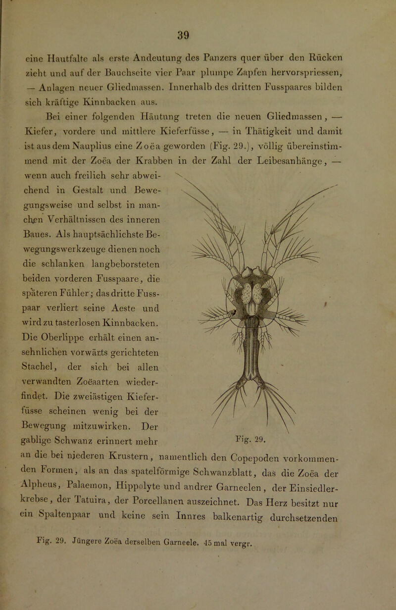 eine Hautfalte als erste Andeutung des Panzers quer über den Rücken zieht und auf der Bauchseite vier Paar plumpe Zapfen hervorspriessen, — Anlagen neuer Gliedmassen. Innerhalb des dritten Fusspaares bilden sich kräftige Kinnbacken aus. Bei einer folgenden Häutung treten die neuen Gliedmassen, — Kiefer, vordere und mittlere Kieferfüsse, — in Thätigkeit und damit ist aus dem Nauplius eine Zoea geworden (Fig. 29.), völlig übereinstim- mend mit der Zoea der Krabben in der Zahl der Leibesanhänge, — wenn auch freilich sehr abwei- chend in Gestalt und Bewe- gungsweise und selbst in man- chen Verhältnissen des inneren Baues. Als hauptsächlichste Be- wegungswerkzeuge dienen noch die schlanken langbeborsteten beiden vorderen Fusspaare, die späteren Fühler; das dritte Fuss- paar verliert seine Aeste und wird zu tasterlosen Kinnbacken. Die Oberlippe erhält einen an- sehnlichen vorwärts gerichteten Stachel, der sich bei allen verwandten Zoeaarten wieder- findet. Die zweiästigen Kiefer- füsse scheinen wenig bei der Bewegung uiitzuwirken. Der gabligc Schwanz erinnert mehr an die bei niederen Knistern, r mentlich den Copepoden verkommen- den Formen, als an das spatelförmige Schwanzblatt, das die Zoea der Alpheus, Palaemon, Hippolyte und andrer Garneelen , der Einsiedler- krebse, der latuira, der Porcellanen auszeichnet. Das Herz besitzt nur ein Spaltenpaar und keine sein Innres balkenartig durchsetzenden I‘ig. 29. Jüngere Zoea derselben Garneele. 45 mal vergr.
