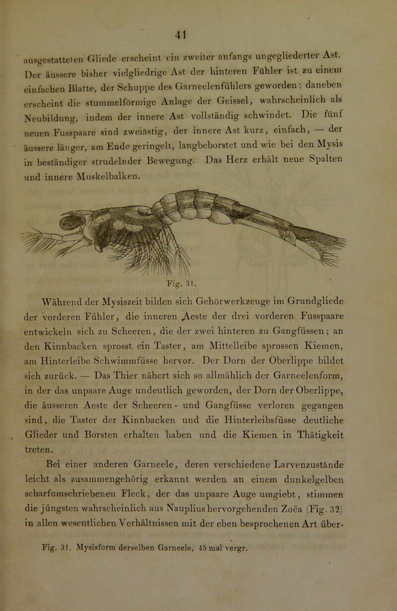 ausgestattelen Gliedc erscheint ein zweiter anfangs ungegliederter Ast. Der äussere bisher vielgliedrigc Ast der hinteren Fühler ist zu einem einfachen Blatte, der Schuppe des Garneelenfühlers geworden ; daneben erscheint die stuinmelförmige Anlage der Geissei, wahrscheinlich als Neubildung, indem der innere Ast vollständig schwindet. Die fünf neuen Fusspaare sind zweiästig, der innere Ast kurz, einfach, — der äussere länger, am Ende geringelt, langbeborstet und wie bei den Mysis in beständiger strudelnder Bewegung. Das Herz erhält neue Spalten und innere Muskelbalken. Fig. 31. Während der Mysiszeit bilden sich Gehörwerkzeuge im Grundgliede der vorderen Fühler, die inneren .Aeste der drei vorderen Fusspaare entwickeln sich zu Scheeren, die der zwei hinteren zu Gangfüssen; an den Kinnbacken sprosst ein Taster, am Mittelleibe sprossen Kiemen, am Hinterleibe Schwimmfüsse hervor. Der Dorn der Oberlippe bildet sich zurück. — Das Thier nähert sich so allmählich der Garneelenform, in der das unpaare Auge undeutlich geworden, der Dorn der Oberlippe, die äusseren Aeste der Scheeren - und Gangfüsse verloren gegangen sind, die Taster der Kinnbacken und die Hinterleibsfüsse deutliche Glieder und Borsten erhalten haben und die Kiemen in Thätigkeit treten. Bei einer anderen Garneele, deren verschiedene Larvenzustände leicht als zusammengehörig erkannt werden an einem dunkelgelben scharfumschriebenen Fleck, der das unpaare Auge umgiebt, stimmen die jüngsten wahrscheinlich aus Naupliushervorgehenden Zoea (Fig. 32) in allen wesentlichen Verhältnissen mit der eben besprochenen Art über-