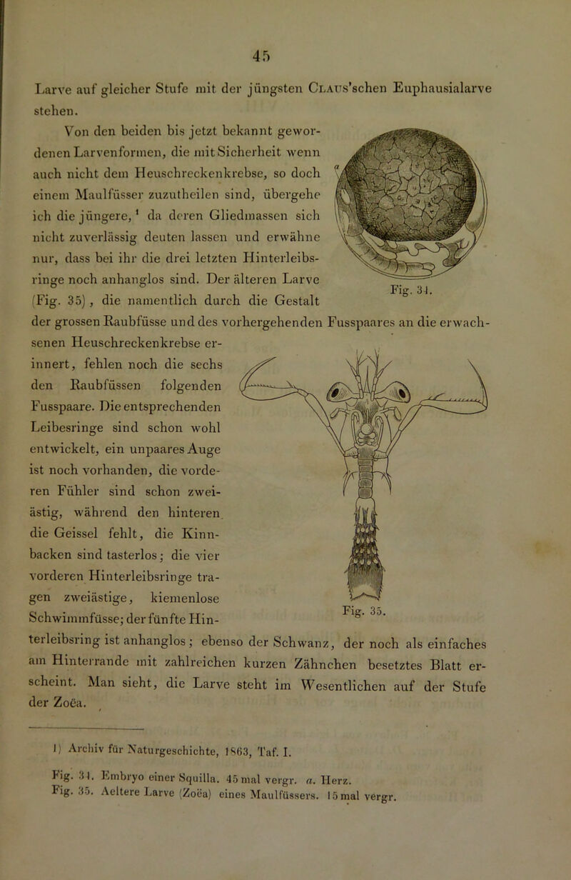 Fi«. 31. Larve auf gleicher Stufe mit der jüngsten CLAüs’schen Euphausialarve stehen. Von den beiden bis jetzt bekannt gewor- denen Larvenfonnen, die mit Sicherheit wenn auch nicht dem Heuschreckenkrebse, so doch einem Maulfüsser zuzutheilen sind, übergehe ich die jüngere,1 da deren Gliedmassen sich nicht zuverlässig deuten lassen und erwähne nur, dass bei ihr die drei letzten Hinterleibs- ringe noch anhanglos sind. Der älteren Larve (Fig. 35), die namentlich durch die Gestalt der grossen Raubfüsse und des vorhergehenden Fusspaares an die erwach- senen Heuschrecken krebse er- innert, fehlen noch die sechs den Kaubfüssen folgenden Fusspaare. Die entsprechenden Leibesringe sind schon wohl entwickelt, ein unpaares Auge ist noch vorhanden, die vorde- ren Fühler sind schon zwei- ästig, während den hinterem die Geissei fehlt, die Kinn- backen sind tasterlos; die vier vorderen Hinterleibsringe tra- gen zweiästige, kiemenlose Schwimmfüsse; der fünfte Hin- teileibsring ist anhanglos ; ebenso der Schwanz, der noch als einfaches am Hinterrande mit zahlreichen kurzen Zähnchen besetztes Blatt er- scheint. Man sieht, die Larve steht im Wesentlichen auf der Stufe der Zoea. Fig. 35. J) Archiv für Naturgeschichte, 1863, Taf. I. Fig. 31. Embryo einer Squilla. 45 mal vergr. n. Herz.