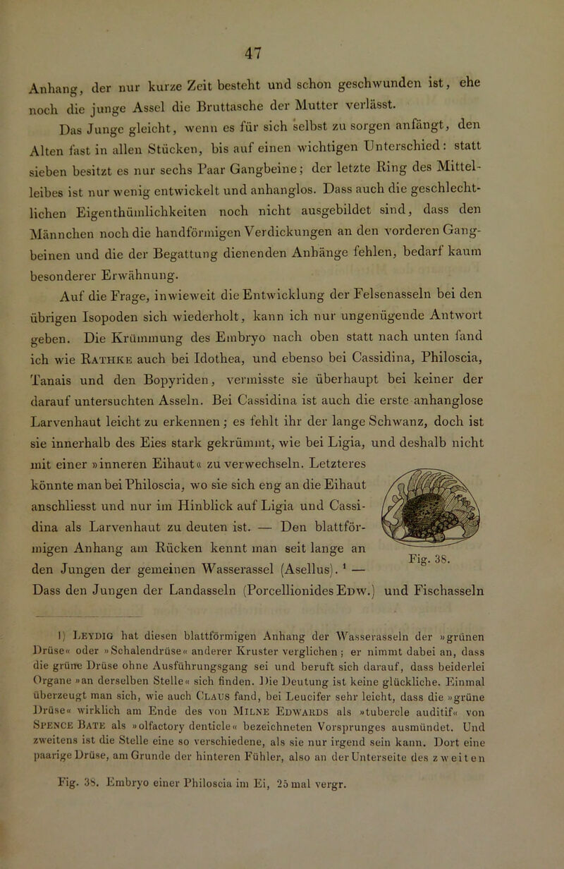 Anhang, der nur kurze Zeit besteht und schon geschwunden ist, ehe noch die junge Assel die Bruttasche der Mutter verlässt. Das Junge gleicht, wenn es für sich selbst zu sorgen anfängt, den Alten last in allen Stücken, bis auf einen wichtigen Unterschied: statt sieben besitzt es nur sechs Paar Gangbeine; der letzte Ring des Mittel- leibes ist nur wenig entwickelt und anhanglos. Dass auch die geschlecht- lichen Eigenthümlichkeiten noch nicht ausgebildet sind, dass den Männchen noch die handförmigen Verdickungen an den vorderen Gang- beinen und die der Begattung dienenden Anhänge fehlen, bedarf kaum besonderer Erwähnung. Auf die Frage, inwieweit die Entwicklung der Felsenasseln bei den übrigen Isopoden sich wiederholt, kann ich nur ungenügende Antwort geben. Die Krümmung des Embryo nach oben statt nach unten fand ich wie Rathice auch bei Idothea, und ebenso bei Cassidina, Philoscia, Tanais und den Bopyriden, vermisste sie überhaupt bei keiner der darauf untersuchten Asseln. Bei Cassidina ist auch die erste anhanglose Larvenhaut leicht zu erkennen; es fehlt ihr der lange Schwanz, doch ist sie innerhalb des Eies stark gekrümmt, wie bei Ligia, und deshalb nicht mit einer »inneren Eihaut« zu verwechseln. Letzteres könnte man bei Philoscia, wo sie sich eng an die Eihaut anschliesst und nur im Hinblick auf Ligia und Cassi- dina als Larvenhaut zu deuten ist. — Den blattför- migen Anhang am Rücken kennt man seit lange an den Jungen der gemeinen Wasserassel (Asellus). 1 — Dass den Jungen der Landasseln (Porcellionides Emv.) und Fischasseln 1) Leydig hat diesen blattförmigen Anhang der Wasserasseln der »grünen Drüse« oder »Schalendrüse« anderer Kruster verglichen; er nimmt dabei an, dass die grüne Drüse ohne Ausführungsgang sei und beruft sich darauf, dass beiderlei Organe »an derselben Stelle« sich finden. Die Deutung ist keine glückliche. Einmal überzeugt man sich, wie auch Claus fand, bei Leucifer sehr leicht, dass die »grüne Drüse« wirklich am Ende des von Milne Edwards als »tubercle auditif« von Sl’ENCE Bäte als »olfactory denticle« bezeichneten Vorsprunges ausmündet. Und zweitens ist die Stelle eine so verschiedene, als sie nur irgend sein kann. Dort eine paarige Drüse, am Grunde der hinteren Fühler, also an der Unterseite des zweiten Fig. 3S. Embryo einer Philoscia im Ei, 25 mal vergr.