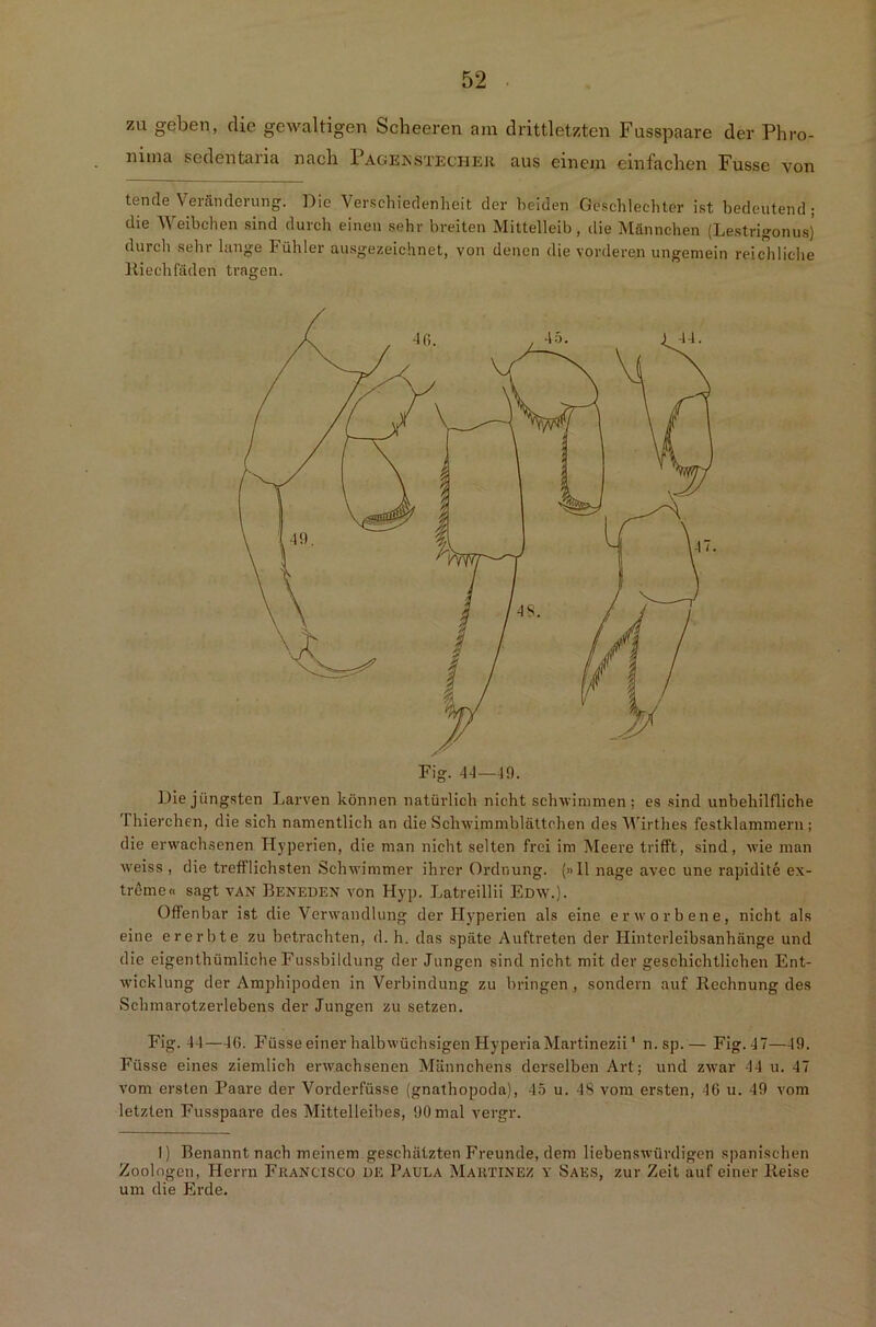 zu geben, die gewaltigen Scheeren am drittletzten Fusspaare der Phro- nima sedentaria nach Pagekstecher aus einem einfachen Fusse von tende Veränderung. Die Verschiedenheit der beiden Geschlechter ist bedeutend; die Weibchen sind durch einen sehr breiten Mittelleib, die Männchen (Lestrigonus) durch sehr lange Fühler ausgezeichnet, von denen die vorderen ungemein reichliche Riechfäden tragen. Fig. 4-1—19. Die jüngsten Larven können natürlich nicht schwimmen; es sind unbehilfliche Thierchen, die sich namentlich an die Schwimmblättchen des Wirthes festklammern; die erwachsenen Hyperien, die man nicht selten frei im Meere trifft, sind, wie man weiss , die trefflichsten Schwimmer ihrer Ordnung. (»11 nage avec une rapidite ex- treme« sagt van Beneden von Hyp. Latreillii Edw.). Offenbar ist die Verwandlung der Hyperien als eine erworbene, nicht als eine ererbte zu betrachten, d. h. das späte Auftreten der Hinterleibsanhänge und die eigenthümliche Fussbildung der Jungen sind nicht mit der geschichtlichen Ent- wicklung der Amphipoden in Verbindung zu bringen , sondern auf Rechnung des Schmarotzerlebens der Jungen zu setzen. Fig. 44—40. Füsse einer halbwüchsigen HyperiaMartinezii1 n.sp.— Fig. 47—49. Fiisse eines ziemlich erwachsenen Männchens derselben Art; und zwar 44 u. 47 vom ersten Paare der Vorderfüsse (gnathopoda), 45 u. 48 vom ersten, 40 u. 49 vom letzten Fusspaare des Mittelleibes, 90 mal vergr. 1) Benannt nach meinem geschätzten Freunde, dem liebenswürdigen spanischen Zoologen, Herrn Francisco OE Paula Martinez y Saes, zur Zeit auf einer Reise um die Erde.