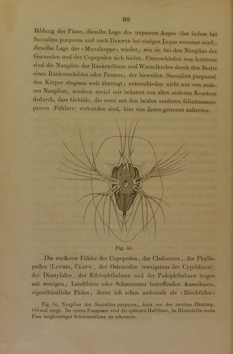 Bildung der Füsse, dieselbe Lage des unpaaren Auges (das indess bei Sacculina purpurea und nach Darwin bei einigen Lepas vermisst wird), dieselbe Lage der »Mundkappe« wieder, wie sie bei den Nauplius der Garneelen und der Copepoden sich findet. Unterschieden von letzteren sind die Nauplius der Bankenlusser und Wurzelkrebse durch den Besitz eines Kückenschildes oder Panzers, der bisweilen (Sacculina purpurea) den Körper ringsum weit überragt; unterschieden nicht nur von ande- ren Nauplius, sondern soviel mir bekannt von allen anderen Knistern dadurch, dass Gebilde, die sonst mit den beiden vorderen Gliedmassen- paaren (Fühlern) verbunden sind, hier von ihnen getrennt auftreten. Fig. 56. Die vorderen Fühler der Copepoden, der Cladoceren, der Phyllo- poden (Leydig, Claits), der Ostracoden (wenigstens der Cypridinen), der Diastyliden, der Edriophthalmen und der Podophthalmen tragen mit wenigen, Landthiere oder Schmarotzer betreffenden Ausnahmen, eigenthiimliche Fäden, deren ich schon mehrmals als »Riechfäden« Fig. 56. Nauplius der Sacculina purpurea, kurz vor der zweiten Häutung, ISO mal vergr. Im ersten Fusspaare sind die späteren Haftfüsse, im Hinterleibe sechs Paar langborstiger Schwimmfüsse zu erkennen.