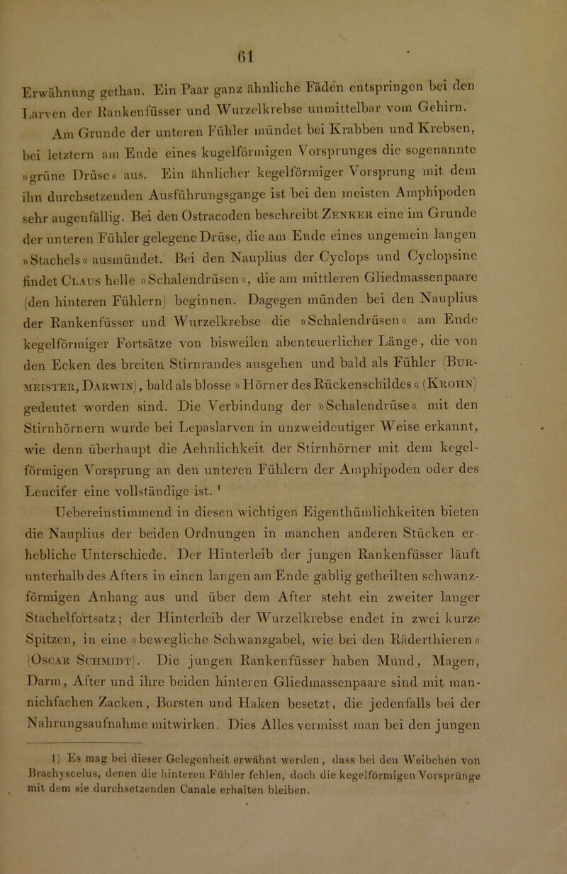 Erwähnung gethan. Ein Paar ganz ähnliche Fäden entspringen bei den Larven der Rankenfüsser und Wurzelkrebse unmittelbar vom Gehirn. Am Grunde der unteren Fühler mündet bei Krabben und Krebsen, bei letztem am Ende eines kugelförmigen Vorsprunges die sogenannte »cmine Drüse« aus. Ein ähnlicher kegelförmiger Vorsprung mit dem Ö ihn durchsetzenden Ausführungsgange ist bei den meisten Amphipoden sehr augenfällig. Bei den Ostracoden beschreibt Zentcer eine im Grunde der unteren Fühler gelegene Drüse, die am Ende eines ungemein langen »Stachels« ausmündet. Bei den Nauplius der Cyclops und Cyclopsine findet Claus helle »Schalendrüsen«, die am mittleren Gliedmassenpaare (den hinteren Fühlern) beginnen. Dagegen münden bei den Nauplius der Rankenfüsser und Wurzelkrebse die »Schalendrüsen« am Ende kegelförmiger Fortsätze von bisweilen abenteuerlicher Länge, die von den Ecken des breiten Stirnrandes ausgehen und bald als Fühler (Bur- meister, Darwin) , bald als blosse » Hörner des Rückenschildes « (Krohn) gedeutet worden sind. Die Verbindung der »Schalendrüse« mit den Stirnhörnern wurde bei Lepaslarven in unzweideutiger Weise erkannt, wie denn überhaupt die Aebnliehkeit der Stirnhörner mit dem kegel- förmigen Vorsprung an den unteren Fühlern der Amphipoden oder des Leucifer eine vollständige ist. 1 Uebereinstimmend in diesen wichtigen Eigenthümlichkeiten bieten die Nauplius der beiden Ordnungen in manchen anderen Stücken er liebliche Unterschiede. Der LIinterleib der jungen Rankenfüsser läuft unterhalb des Afters in einen langen am Ende gablig getheilten schwanz- förmigen Anhang aus und über dem After steht ein zweiter langer Stachelfo'rtsatz; der Hinterleib der Wurzelkrebse endet in zwei kurze Spitzen, in eine »bewegliche Schwanzgabel, wie bei den Räderthieren « (Oscar Schmidt). Die jungen Rankenfüsser haben Mund, Magen, Darm, After und ihre beiden hinteren Gliedmassenpaare sind mit man- nichfachen Zacken, Borsten und Haken besetzt, die jedenfalls bei der Nahrungsaufnahme mitwirken. Dies Alles vermisst man bei den jungen 1) Es mag bei dieser Gelegenheit erwähnt werden, dass bei den Weibchen von Jlrachyscelus, denen die hinteren Fühler fehlen, doch die kegelförmigen Vorsprünge mit dem sie durchsetzenden Canale erhalten bleiben.