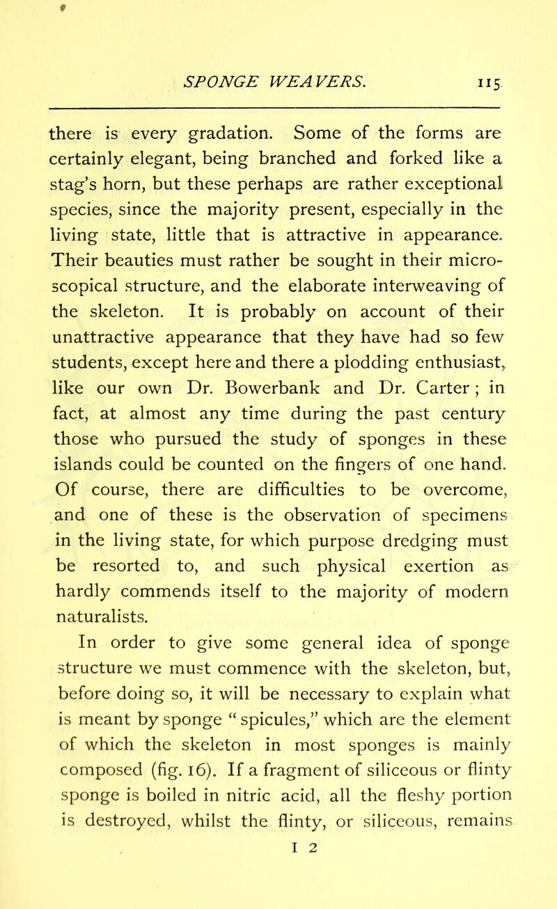 there is every gradation. Some of the forms are certainly elegant, being branched and forked like a stag’s horn, but these perhaps are rather exceptional species, since the majority present, especially in the living state, little that is attractive in appearance. Their beauties must rather be sought in their micro- scopical structure, and the elaborate interweaving of the skeleton. It is probably on account of their unattractive appearance that they have had so few students, except here and there a plodding enthusiast, like our own Dr. Bowerbank and Dr. Carter; in fact, at almost any time during the past century those who pursued the study of sponges in these islands could be counted on the fingers of one hand. Of course, there are difficulties to be overcome, and one of these is the observation of specimens in the living state, for which purpose dredging must be resorted to, and such physical exertion as hardly commends itself to the majority of modern naturalists. In order to give some general idea of sponge structure we must commence with the skeleton, but, before doing so, it will be necessary to explain what is meant by sponge “ spicules,” which are the element of which the skeleton in most sponges is mainly composed (fig. 16). If a fragment of siliceous or flinty sponge is boiled in nitric acid, all the fleshy portion is destroyed, whilst the flinty, or siliceous, remains