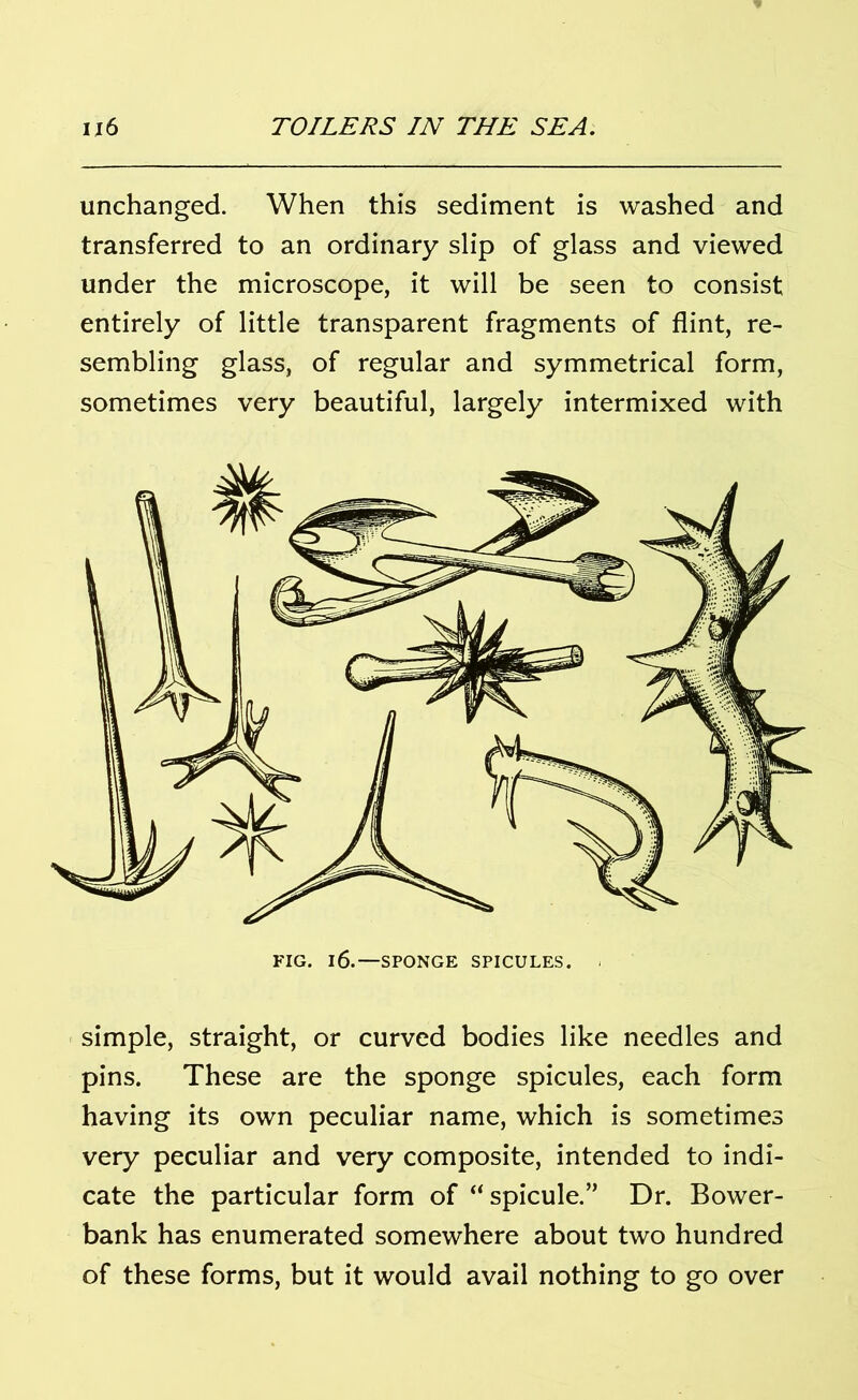 unchanged. When this sediment is washed and transferred to an ordinary slip of glass and viewed under the microscope, it will be seen to consist entirely of little transparent fragments of flint, re- sembling glass, of regular and symmetrical form, sometimes very beautiful, largely intermixed with simple, straight, or curved bodies like needles and pins. These are the sponge spicules, each form having its own peculiar name, which is sometimes very peculiar and very composite, intended to indi- cate the particular form of “spicule.” Dr. Bower- bank has enumerated somewhere about two hundred of these forms, but it would avail nothing to go over
