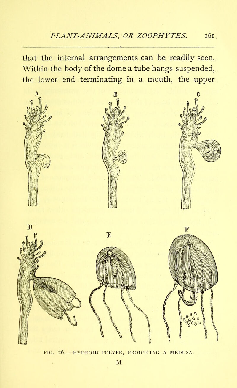 that the internal arrangements can be readily seen. Within the body of the dome a tube hangs suspended, the lower end terminating in a mouth, the upper A- B C M