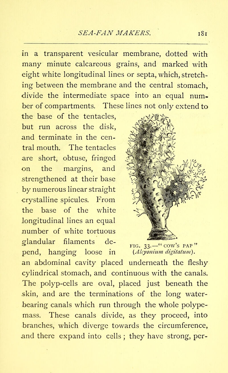 in a transparent vesicular membrane, dotted with many minute calcareous grains, and marked with eight white longitudinal lines or septa, which, stretch- ing between the membrane and the central stomach, divide the intermediate space into an equal num- ber of compartments. These lines not only extend to the base of the tentacles, but run across the disk, and terminate in the cen- tral mouth. The tentacles are short, obtuse, fringed on the margins, and strengthened at their base by numerous linear straight crystalline spicules. From the base of the white longitudinal lines an equal number of white tortuous glandular filaments de- pend, hanging loose in an abdominal cavity placed underneath the fleshy cylindrical stomach, and continuous with the canals. The polyp-cells are oval, placed just beneath the .skin, and are the terminations of the long water- bearing canals which run through the whole polype- mass. These canals divide, as they proceed, into branches, which diverge towards the circumference, and there expand into cells ; they have strong, per- FIG. 33.—“ COW’S PAP ” (Alcyonium digitatum).