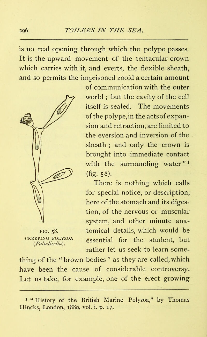 is no real opening through which the polype passes. It is the upward movement of the tentacular crown which carries with it, and everts, the flexible sheath, and so permits the imprisoned zooid a certain amount of communication with the outer world ; but the cavity of the cell itself is sealed. The movements of the polype, in the acts of expan- sion and retraction, are limited to the eversion and inversion of the sheath ; and only the crown is brought into immediate contact with the surrounding water ”1 (fig. 58). There is nothing which calls for special notice, or description, here of the stomach and its diges- tion, of the nervous or muscular system, and other minute ana- tomical details, which would be essential for the student, but rather let us seek to learn some- thing of the “ brown bodies ” as they are called, which have been the cause of considerable controversy. Let us take, for example, one of the erect growing {Paludicella). 1 “ History of the British Marine Polyzoa,” by Thomas Hincks, London, 1880, vol. i. p. 17.