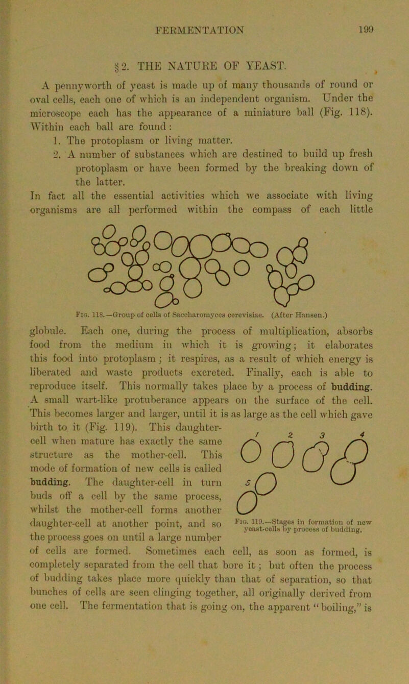 fekmp:ntation 190 §2. THE NATURE OF YEAST. A pennyworth of yeast is made up of many thousands of round or oval cells, each one of which is an independent organism. Under the microscope each has the appearance of a miniature ball (Fig. 118). Within each ball arc found : 1. The protoplasm or living matter. 2. A number of substances which are destined to build up fresh protoplasm or have been formed by the breaking down of the latter. In fact all the essential activities which we associate with living organisms are all performed within the compass of each little Fio. 118.—Group of cells of Saccharoiaj’ccs cercvlsiae. (After Hausen.) globule. of multiplication, absorbs gi’owing ] it elaborates Each one, during the process food from the medium in which it is this food into protoplasm; it respires, as a result of which energy is liberated and waste products e.xcreted. Finally, each is able to reproduce itself. This normally takes place by a process of budding. A small wart-like protuberance appears on the surface of the cell. This becomes larger and larger, until it is as large as the cell which gave birth to it (Fig. 119). This daughter- cell when mature has exactly the same structure as the mother-cell. This mode of formation of new cells is called budding. The daughter-cell in turn buds off a cell by the same process, whilst the mother-cell forms another daughter-cell at another point, and so the process goes on until a large number of cells are formed. Sometimes each cell, as soon as formed, is completely separated from the cell that bore it; but often the process of budding takes place more quickly than that of separation, so that bunches of cells aie seen clinging together, all originally derived from one cell. The fermentation that is going on, the apparent “ boiling,” is Kio. H9.—Stages in formation of now yoast-cells by process of budding.