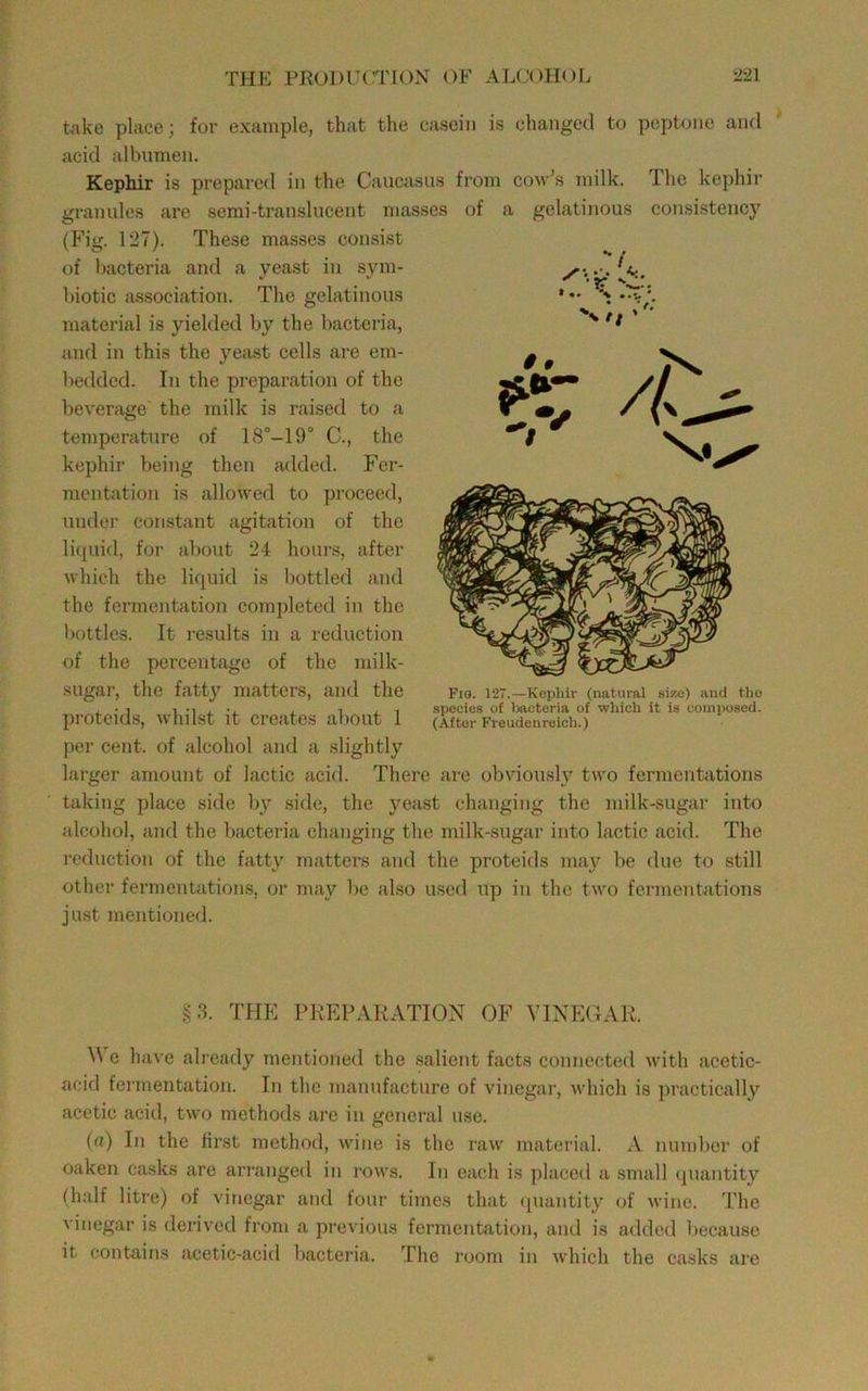 toke place; for example, that the casein is changed to peptone and acid albumen. Kephir is prepared in the Caucasus from cow’s milk. The kephir granules are scmi-translucent masses of a gelatinous consistency (Fig. 127). These mas.ses consist of bacteria and a yeast in sym- biotic association. The gelatinous material is yielded by the bacteria, and in this the yeast cells are em- becldcd. Iji the preparation of the beverage' the milk is raised to a temperature of 18°-19° C., the kephir being then added. Fer- mentation is allowed to proceed, under constant agitation of the liquid, for about 24 hour.s, after which the liquid is liottled and the fermentation completed in the bottles. It results in a reduction of the percentage of the milk- sugar, the fatty matters, and the proteids, whilst it creates about 1 per cent, of alcohol and a slightly larger amount of lactic acid. There are obviously two fermentations taking place side by sifle, the yeast changing the milk-sugar into alcohol, and the bacteria changing the milk-sugar into lactic acid. The reduction of the fatty matters and the proteids may be due to still other fermentations, or may be also used up in the two fermentations just mentioned. Fio. 127.—Kephir (natural size) and the species of bacteria of which it is composed. (After Freudenreich.) §3. THE PREPARATION OF VINEGAR. e have already mentioned the .salient facts connected with acetic- acid fermentation. In the manufacture of vinegar, which is practically acetic acid, two methods are in general use. (a) In the first method, wine is the raw material. A number of oaken ca.sks are arranged in rows. In each is placed a small quantity (half litre) of vinegar and four times that quantity of wine. The vinegar is deilved from a previous fermentation, and is added liecause it contains acetic-acid bacteria. The room in which the casks are