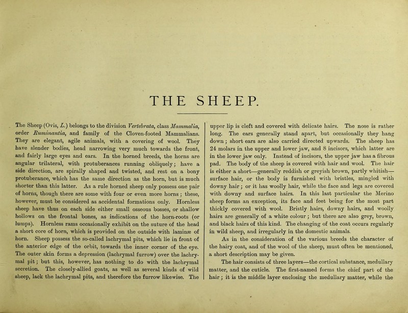 THE SHEEP. The Sheep (Ovis, L.) belongs to the division Vertebrata, class Mammalia, order Euminantia, and family of the Cloven-footed Mammalians. They are elegant, agile animals, with a covering of wool. They have slender bodies, head narrowing very much towards the front, and fairly large eyes and ears. In the horned breeds, the horns are angular trilateral, with protuberances running obliquely; have a side direction, are spirally shaped and twisted, and rest on a bony protuberance, which has the same direction as the horn, but is much shorter than this latter. As a rule horned sheep only possess one pair of horns, though there are some with four or even more horns ; these, however, must be considered as accidental formations only. Hornless sheep have thus on each side either small osseous bosses, or shallow hollows on the frontal bones, as indications of the horn-roots (or lumps). Hornless rams occasionally exhibit on the suture of the head a short core of horn, which is provided on the outside with laminae of horn. Sheep possess the so-called lachrymal pits, which lie in front of the anterior edge of the orbit, towards the inner corner of the eye. The outer skin forms a depression (lachrymal furrow) over the lachry- mal pit; but this, however, has nothing to do with the lachrymal secretion. The closely-allied goats, as well as several kinds of wild sheep, lack the lachrymal pits, and therefore the furrow likewise. The upper lip is cleft and covered with delicate hairs. The nose is rather long. The ears generally stand apart, but occasionally they hang down; short ears are also carried directed upwards. The sheep has 24 molars in the upper and lower jaw, and 8 incisors, which latter are in the lower jaw only. Instead of incisors, the upper jaw has a fibrous pad. The body of the sheep is covered with hair and wool. The hair is either a short—generally reddish or greyish brown, partly whitish— surface hair, or the body is furnished with bristles, mingled with downy hair; or it has woolly hair, while the face and legs are covered with downy and surface hairs. In this last particular the Merino sheep forms an exception, its face and feet being for the most part thickly covered with wool. Bristly hairs, downy hairs, and woolly hairs are generally of a white colour; but there are also grey, brown, and black hairs of this kind. The changing of the coat occurs regularly in wild sheep, and irregularly in the domestic animals. As in the consideration of the various breeds the character of the hairy coat, and of the wool of the sheep, must often be mentioned, a short description may be given. The hair consists of three layers—the cortical substance, medullary matter, and the cuticle. The first-named forms the chief part of the hair; it is the middle layer enclosing the medullary matter, while the