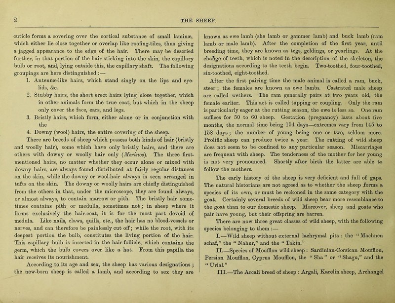 cuticle forms a covering over the cortical substance of small laminae, which either lie close together or overlap like roofing-tiles, thus giving a jagged appearance to the edge of the hair. There may be descried further, in that portion of the hair sticking into the skin, the capillary bulb or root, and, lying outside this, the capillary shaft. The following groupings are here distinguished : — 1. Antennae-like hairs, which stand singly on the lips and eye- lids, ike. 2. Stubby hairs, the short erect hairs lying close together, which in other animals form the true coat, but which in the sheep only cover the face, ears, and legs. 3. Bristly hairs, which form, either alone or in conjunction with the 4. Downy (wool) hairs, the entire covering of the sheep. There are breeds of sheep which possess both kinds of hair (bristly and woolly hair), some which have only bristly hairs, and there are others with downy or woolly hair only (Merinos). The three first- mentioned hairs, no matter whether they occur alone or mixed with downy hairs, are always found distributed at fairly regular distances on the skin, while the downy or wool-hair always is seen arranged in tufts on the skin. The downy or woolly hairs are chiefly distinguished from the others in that, under the microscope, they are found always, or almost always, to contain marrow or pith. The bristly hair some- times contains pith or medulla, sometimes not; in sheep where it forms exclusively the hair-coat, it is for the most part devoid of medula. Like nails, claws, quills, etc., the hair has no blood-vessels or nerves, and can therefore be painlessly cut off; while the root, with its deepest portion the bulb, constitutes the living portion of the hair. This capillary bulb is inserted in the hair-follicle, which contains the germ, which the bulb covers over like a hat. From this papilla the hair receives its nourishment. According to its age and sex, the sheep has various designations ; the new-born sheep is called a lamb, and according to sex they are known as ewe lamb (she lamb or gammer lamb) and buck lamb (ram lamb or male lamb). After the completion of the first year, until breeding time, they are known as tegs, geldings, or yearlings. At the chafige of teeth, which is noted in the description of the skeleton, the designations according to the teeth begin. Two-toothed, four-toothed, six-toothed, eight-toothed. After the first pairing time the male animal is called a ram, buck, steer ; the females are known as ewe lambs. Castrated male sheep are called wethers. The ram generally pairs at two years old, the female earlier. This act is called tupping or coupling. Only the ram is particularly eager at the rutting season, the ewe is less so. One ram suffices for 50 to 60 sheep. Gestation (pregnancy) lasts about five months, the normal time being 154 days—extremes vary from 145 to 158 days; the number of young being one or two, seldom more. Prolific sheep can produce twice a year. The rutting of wild sheep does not seem to be confined to any particular season. Miscarriages are frequent with sheep. The tenderness of the mother for her young is not very pronounced. Shortly after birth the latter are able to follow the mothers. The early history of the sheep is very deficient and full of gaps. The natural historians are not agreed as to whether the sheep .forms a species of its own, or must be reckoned in the same category with the goat. Certainly several breeds of wild sheep bear more resemblance to the goat than to our domestic sheep. Moreover, sheep and goats who pair have young, but their offspring are barren. There are now three great classes of wild sheep, with the following species belonging to them :— I. —Wild sheep without external lachrymal pits: the “Machnen schaf,” the “Nahur,” and the “ Takin.” II. —Species of Moufflon wild sheep : Sardinian-Corsican Moufflon, Persian Moufflon, Cyprus Moufflon, the “ Sha ” or “ Shagu,” and the “ Uriah” III. —The Arcali breed of sheep : Argali, Karelin sheep, Archangel