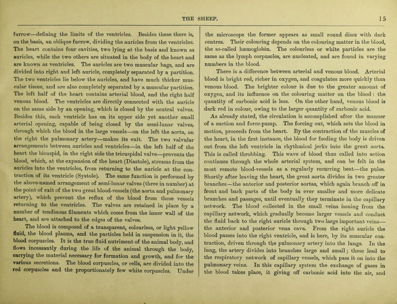 furrow—defining the limits of the ventricles. Besides these there is, on the basis, an oblique furrow, dividing the auricles from the ventricles. The heart contains four cavities, two lying at the basis and known as auricles, while the two others are situated in the body of the heart and are known as ventricles. The auricles are two muscular bags, and are divided into right and left auricle, completely separated by a partition. The two ventricles lie below the auricles, and have much thicker mus- cular tissue, and are also completely separated by a muscular partition. The left half of the heart contains arterial blood, and the right half venous blood. The ventricles are directly connected with the auricle on the same side by an opening, which is closed by the neutral valves. Besides this, each ventricle has on its upper side yet another small arterial opening, capable of being closed by the semi-lunar valves, through which the blood in the large vessels—on the left the aorta, on the right the pulmonary artery—makes its exit. The two valvular arrangements between auricles and ventricles—in the left half of the heart the bicuspid, in the right side the tricuspidal valve—prevents the blood, which, at the expansion of the heart (Diastole), streams from the auricles into the ventricles, from returning to the auricle at the con- traction of its ventricle (Systole). The same function is performed by the above-named arrangement of semi-lunar valves (three in number) at the point of exit of the two great blood-vessels (the aorta and pulmonary artery), which prevent the reflux of the blood from these vessels returning to the ventricles. The valves are retained in place by a number of tendinous filaments which come from the inner wall of the heart, and are attached to the edges of the valves. The blood is composed of a transparent, colourless, or light yellow fluid, the blood plasma, and the particles held in suspension in it, the blood corpuscles. It is the true fluid nutriment of the animal body, and flows incessantly during the life of the animal through the body, carrying the material necessary for formation and growth, and for the various secretions. The blood corpuscles, or cells, are divided into the red corpuscles and the proportionately few white corpuscles. Under the microscope the former appears as small round discs with dark centres. Their colouring depends on the colouring matter in the blood, the so-called haemoglobin. The colourless or white particles are the same as the lymph corpuscles, are nucleated, and are found in varying numbers in the blood. There is a difference between arterial and venous blood. Arterial blood is bright red, richer in oxygen, and coagulates more quickly than venous blood. The brighter colour is due to the greater amount of oxygen, and its influence on the colouring matter on the blood : the quantity of carbonic acid is less. On the other hand, venous blood is dark red in colour, owing to the larger quantity of carbonic acid. As already stated, the circulation is accomplished after the manner of a suction and force-pump. The forcing out, which sets the blood in motion, proceeds from the heart. By the contraction of the muscles of the heart, in the first instance, the blood for feeding the body is driven out from the left ventricle in rhythmical jerks into the great aorta. This is called throbbing. This wave of blood thus called into action continues through the whole arterial system, and can be felt in the most remote blood-vessels as a regularly recurring beat—the pulse. Shortly after leaving the heart, the great aorta divides in two greater branches—the anterior and posterior aortas, which again branch off in front and back parts of the body in ever smaller and more delicate branches and passages, until eventually they terminate in the capillary network. The blood collected in the small veins issuing from the capillary network, which gradually become larger vessels and conduct the fluid back to the right auricle through two large important veins— the anterior and posterior vena cava. From the right auricle the blood passes into the right ventricle, and is here, by its muscular con- traction, driven through the pulmonary artery into the lungs. In the lung, the artery divides into branches large and small; these lead to the respiratory network of capillary vessels, which pass it on into the pulmonary veins. In this capillary system the exchange of gases in the blood takes place, it giving off carbonic acid into the air, and