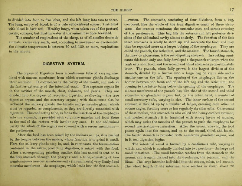 is divided into four to five lobes, and the left lung into two to three. The lung, empty of blood, is of a pale yellowish-red colour; that filled with blood is dark red. Healthy lungs, when taken out of the pectoral cavity, collapse, but float in water if the animal has once breathed. The number of respirations of the sheep, as of all smaller domestic animals, varies very much, and, according to movement or excitement, the climatic temperature is between 30 and 120, or more, respirations in the minute. DIGESTIVE SYSTEM, The organs of Digestion form a continuous tube of varying size, lined with mucous membrane, from which numerous glands discharge their secretion. It commences in the cavity of the mouth, and ends at the further extremity of the intestinal canal. The separate organs lie in the cavities of the mouth, chest, abdomen, and pelvis. They are divided into the organs of reception, digestion, swallowing,—the true digestive organs and the secretory organs ; with these must also be reckoned the salivary glands, the hepatic and pancreatic gland, which must be regarded as complements, as they are directly connected with digestion. The conducting tube, as far as the insertion of the oesophagus into the stomach, is provided with voluntary muscles, and from there to the end of the rectum with involuntary ones. In the abdominal cavity the whole of the organs are covered with a serous membrane— the peritoneum. After the food has been seized by the incisors or lips, it is pushed by the tongue between the molars, whose function is to grind it small. Here the salivary glands step in, and, in ruminants, the fermentation contained in the saliva, promoting digestion, is mixed with the food. After a corresponding grinding smaller, this last-named is sent on to the first stomach through the pharynx and a tube, consisting of two membranes—a mucous membrane and a (in ruminants) very firmly fixed muscular membrane—the oesophagus, which leads into the first stomach —rumen. The stomachs, consisting of four divisions, form a bag, composed, like the whole of the true digestive canal, of three struc- tures—the mucous membrane, the muscular coat, and serous covering of the peritoneum. This bag fills the anterior and left posterior divi- sions of the abdominal cavity almost entirely. The function of the first three stomachs is really to store up and macerate the food, and may thus be regarded more as a larger bulging of the oesophagus. They are called the paunch, the reticulum, and the omasum. The fourth stomach, the maw or abomasum, is the real digesting stomach. In sucking rumi- nants this is the only one fully developed: the paunch enlarges when the lamb eats solid food, and the second and third stomachs proportionately later. The paunch, when fully grown, is the largest division of the stomach, divided by a furrow into a large bag on right side and a smaller one on the left. The opening of the oesophagus lies on the border between the front end of the left bag and the reticulum ; the opening to the latter being below the opening of the oesophagus. The mucous membrane of the paunch has, like that of the second and third stomachs, no glandular organs, but, on the other hand, a number of small secretory tufts, varying in size. The inner surface of the second stomach is divided up by a number of ledges, crossing each other at obtuse angles, forming more or less regularly six-sides cells. On account of these meshes, this stomach is also called the honey-combed stomach, and meshed stomach ; it is furnished with strong layers of muscles, which may assist the muscles of the paunch to push the oesophagus for second mastication—rumination. After the second chewing the food passes again into the rumen, and on to the second, third, and fourth. The fourth stomach is provided with numerous glandular organs, and in it real digestion begins. The intestinal canal is formed by a continuous tube, varying in width, and which is nominally divided into two portions—the large and small intestines. The small intestine reaches from the stomach to the caecum, and is again divided into the duodenum, the jejunum, and the ilium. The large intestine is divided into the caecum, colon, and rectum. The whole length of the intestinal tube reaches in sheep about 28