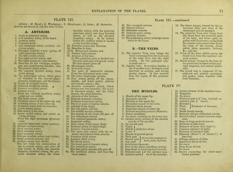 PLATE III. Plate III.—continued. Abbrev. : II. Heart ; L. Windpipes ; S. (Esophagus ; L. Liver ; M. Stomachs. Arteries are traced in red, the veins in blue. A. ARTERIES. L Aorta or principal artery. 2. Left coronary artery of the heart. 3. Anterior aorta. 4. Posterior aorta. 5. Left inominate artery (section), sub- clavian artery. G. Principal brachial artery (giving off right inominate artery). 7. The left carotid artery, 8. The right carotid artery, and 9. The right inominate (sub-clavian). 10. Branches for the windpipe, oesopha- gus, and neighbouring muscles ; also 11. The parotid gland artery. 12. The superior thyroid artery, from which springs 13. The pharyngeal artery, which gives off branches to the thyroid gland, pharynx, oesophagus, and the larynx. 14. Origin of occipital artery. 15. External maxillary artery. * 16. Internal maxillary artery. 17. Lingual artery. From the external maxillary artery come and are visible 18. The facial artery, with 19. Coronary artery of the upper lip, and 20. Coronary artery of the lower lip. 21. Temporal artery with its branches. 22. Lower dental artery. ‘23. Side artery of the nose. 24. Lower eyelid artery, and artery on bridge of nose. From the right inominate (9) artery come 25. Anterior intercostal artery (section). 26. Oblique cervical artery. 27. Deep cervical artery. 28. Neck-vertebral artery. 29. Inner pectoral artery. 30. Oblique shoulder artery (not visible). 31. Outer pectoral arteries, and 32. Axillary artery (not visible). This last forms the continuation of the inominate artery, and gives off (not visible in Plate) the anterior scapular (shoulder) artery, the pos- terior shoulder artery, the lower shoulder artery, with the posterior arm-bone artery and deep brachial artery, as well as the shoulder (scapular) artery. In its further course the axillary artery is known as the brachial artery. 33. Posterior artery and fore-arm. 34. Branches to knee. 35-36. Metacarpal arteries, and 37. Pastern bone arteries. 38. Arteries of the foot. (4) The posterior aorta is divided into thoracic aorta and abdominal aorta. The first-named gives off 39. (Esophagian artery. 40. Bronchial artery. 41. Ten pairs of intercostal arteries. From the abdominal aorta come 42. The lower diaphragm arteries. 43. Iliac artery, giving off the upper, middle, and lower gastric arteries and hepatic artery ; also 44. Anterior mesenteric artery, which divides into two branches—the upper or iliocoecal artery, and the lower branch, the small intestine. 45. Arteries of the kidneys. 46. Internal spermatic arteries. 47. Posterior mesenteric artery. 48. The 6 (7) pairs of lumbar arteries. 49. Arteries of the thigh. 50. The two pelvic arteries. 51. The middle sacrum arteries. The arteries of the thigh (49) give off 52. The abdominal arteries. 53. The external spermatic artery. 54. Epigastric artery. 55. Deep artery of the upper thigh. 56. External artery of upper thigh. 57. Anterior femoral artery. 58. The inner skin artery, with the ex- ternal and internal hock arteries. 59. Posterior tibial artery. 60. Anterior tibial artery. 61. The fibula artery. 62. The lower part of femoral artery. 63. The metatarsal artery. The two pelvic arteries (54) give off 64. The umbilical artery, and thus the uteris artery. 65. The coccygeal arteries. 66. Gluteal arteries. 67. Obturator arteries. 68. Internal pudic artery. 69. Ischiatic arteries. 70. The pulmonary artery carrying venous blood to the lungs. B.—THE VEINS. 71. The anterior Vena cava brings the blood returning from the front part of the body back into the right auricle. Its two principal com- ponents are:— 72. Jugular vein. It receives, besides, a set of smaller veins, flowing in same direction as arteries, and having similar names. It also receives from the region of the posterior aorta 73. The Great Azygos, formed by the in- tercostal veins and veins of the oesophagus and air passages. 74. The posterior Vena cava brings back the blood from the posterior parts of the body, and forms again, to- gether with those veins coming from the arteries and named after them, the veins of the sacrum, ilium, pelvis, loins, spermatic, kidneys, &c., and the 75. Veins of the liver, which convey the blood back from the capillary net- work system. 76. Portal system, formed in the liver by the portal vein in three or four prin- cipal branches, and several smallei ones. 77. The portal vein is composed of the posterior and anterior mesenteric and gastric veins, together with their branches. PLATE IV. THE MUSCLES. 1. Muscle of the upper lip. 2. Zygomatic muscle. 3. Elevator of the upper lip. 4. Pyramidal muscle of the nose. 5. External cheek muscle. 6. Depressor muscle of lower lip. 7. External maxillary muscle (Masseter). 8. Sterno maxillaris. 9. Its sinew, touching on the lower jaw. 10. Orbital cavity portion of the circular muscle of the eye-lids. 11. Its eye-lid part. 12. Upper 1 13. Middle V Abductor of ear. 14. Lower j 15. Muscle of parotid gland. 19. Subclavian ligament. 20. Part of the sterno maxillary muscle. 21. Superficial or broad pectoral muscle. 22. Posterior and 1 of the elevator mus- 23. Anterior parts / cle of the shoulder. 24. Lower elevator of the shoulder-bone. 25. Trapezius. 26. Its sinew. 27. Posterior part ) of long brachial ex- 28. Anterior part j tensor. 29. External 1 30. Thick 1-Extensors of fore-arm. 31. Long J 32. Broad dorsal muscle. 33. External oblique abdominal muscle. 34. Broad-toothed muscle (serratus mag- nus). 35. Deep or large pectoral muscle. 36. Extensor of shin-bone. 37. Extensor of inner claw (digit ?). 38. Common extensor of digits. 39. Extensor of external digit. 40. External (flexor ?) of (tarsus ? ) of fore-foot. 41. Oblique extensor of ditto. 42. Superficial flexor of foot. 43. Its sinew. 44. Deep flexor of foot. 45. Its sinew. 46. Sinews connecting the above-men- tioned portions.