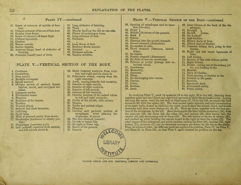 47. 48. 49. 50. 51. 52. 53. 54. 55. 56. 1. 2. 3. .4. 5. 6. 7. 8. 9. 10. 11. 12. 13. 14. 15. 10. 17. 18. 19. Plate IY.—continued. Plate V.—Vertical Section op the Body—continued. Sinew of extensor of middle of fore- . foot. Oblique extensor of tarsus of fore-foot. Pastern bone flexor. Sinew of extensor of inner digit. Oblique ligaments. Gluteus. Tensor muscle. Rectus femoris. Anterior (large) head of abductor of hind-leg. Posterior (small) head of ditto. Cerebrum. Cerebellum. Pons varolii. Medulla oblongata. Spinal marrow. Oblique section of cervical, dorsal, lumbar, sacral, and coccygeal ver- tebrae. Ligament nuch*. Turbinated bones. Pharynx. Entrance of the larynx. Trachea. Thyroid gland. Bronchi and their branches. Left lung. Right lung. Wall of pectoral cavity from inside. Diaphragm (tendinous or sinewy por- tion). Diaphragm (muscular part). Left (arterial) ventricle from outside, and left auricle above it. Long abductor of hind-leg. Thick ,, ,, Muscle drawing the tail to one side. Flexor of metacarpus bone. Long extensor of foot. Peroneus. >» Long flexor of foot. External fibula muscle. Internal ,, „ Extensor muscle. Tendon Achilles. Right (venous) ventricle from with- out, and right auricle above it. Pulmonary artery, coming from the right ventricle. Aorta, coming from the left ventricle. Interior of right auricle. Interior of right ventricle. Interior of left auricle. Interior of left ventricle. Chordae, tendinae of the mitral valves in left and right ventricles. Cavity of the mouth, with molars. Tongue. Palate and palatal ridges. Pharynx. Cervical and pectoral portion of oesophagus. After piercing the diaphragm, it enters The first stomach (paunch). Its left or upper bag. Its right or lower bag. Bands of the paunch. 38. Opening of (esophagus and its inser- tion (Cardia). 39. Front 1 40. Middle !■ divisions of the paunch. 41. Back J 42. Spleen. 43. Opening into the second stomach. 44. Second stomach (Reticulum). 45. Its meshes or cells. 46. Third stomach (Omasum, leaved tripe). 47. Its leaves. 48. Fourth stomach {Abomasum). 49. Its folds of mucous membrane. 50. Pylorus or portal (passage into in- testinal canal). 51. Duodenum. 52. Mesentery. 53. Jejunum. 54. Ilium. 55. Its discharging into cscum. 56. Caecum. 57. Colon. 58. Rectum. 59. Anus. 60. Liver (drawn at the back of the dia- phragm). 61. Its right 1 62. Its left J- lobes. 63. Its 4-sidedI 64. Gall-bladder. 65. Biliary ducts of liver. 66. Biliary duct of bladder. 67. Common biliary duct, going to duo- denum. 68. Right and left broad ligaments of liver. 69. Left kidney. 70. Section of this with kidney pelvis. 71. Right kidney. 72. Ureter, coming out of the kidney pel vis, and leading to the 73. Bladder. 74. Neck of bladder. 75. Vent-opening of bladder in the 76. Urethra in the penis. 77. Scrotum. 78. Spermatic duct. 79. Abdominal cavity. 80. Pelvic cavity. In studying Plate V., push 14 upwards, 19 to the right, 20 to the left; then lay them together again and bend heart and right lung upwards to show the pectoral cavity. Laying the lung fiat again, bend the left half of diaphragm (17,18) to the left, to expose the first stomach (33) with the spleen (42). The first-named opens upward, and alter examination of its inner walls, it may be folded to the right, so as to show the second, third, and fourth stomachs with their inner linings (44, 46, 48). Then lay these, together with the first por- tion of the duodenum, to the left. Bend downwards the then visible mesentery (52), with the jejunum (53), the ilium (54), the colon (57), and rectum (58), thus laying bare the caecum (56) and discharging end of ilium (55). The left kidney is shown in section (69), and pushed up while bending the caecum round to the right to show the ureter (72). The other organs of the abdominal and pelvic cavities, such as the liver (60), bladder (73), right kidney (71), scrotum (77) and its excretory passages, are drawn on the flat in the plates. Then, in reversed order, the different parts are replaced in position, Plate IV. on Plate V., and Plate II. on Plate III., so that Plate I. again resumes its position on the top. LIBRARY k A __ , GEORGE PHILIP AND SON, PRINTERS, LONDON AND LIVERPOOL 57. 58. 59. 60. 61. 62. 63. 64. 65. 66. 67. 68. PLATE Y.—VERTICAL SECTION OF THE BODY. 20. 21. 22. 23. 24. 25. 26. 27. 28. 29. 30. 31. 32. 33. 34. 35. 36. 37.