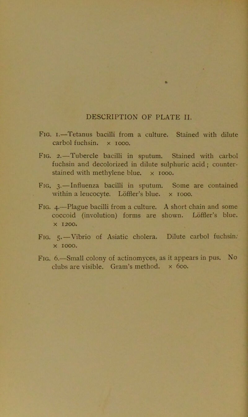 Fig. i.—Tetanus bacilli from a culture. Stained with dilute carbol fuchsin. x 1000. Fig. 2.—Tubercle bacilli in sputum. Stained with carbol fuchsin and decolorized in dilute sulphuric acid ; counter- stained with methylene blue, x 1000. Fig. 3. — Influenza bacilli in sputum. Some are contained within a leucocyte. Loffler’s blue, x rooo. Fig. 4.—Plague bacilli from a culture. A short chain and some coccoid (involution) forms are shown. Loffler’s blue, x 1200. Fig. 5.—Vibrio of Asiatic cholera. Dilute carbol fuchsin/ x 1000. Fig. 6.—Small colony of actinomyces, as it appears in pus. No