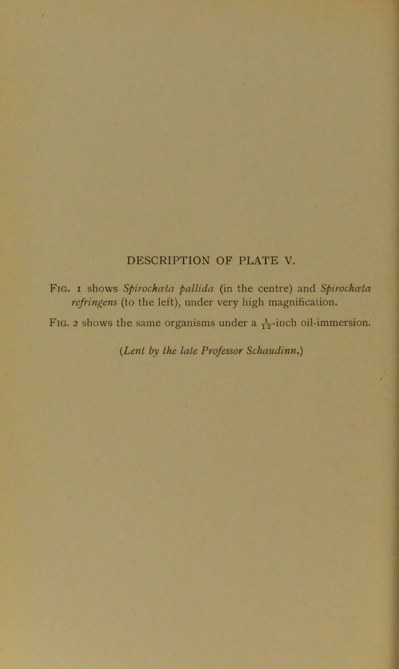 Fig. i shows Spirochata pallida (in the centre) and Spirochata rcfringens (to the left), under very high magnification. Fig. 2 shows the same organisms under a T^-inch oil-immersion. {Lent by the late Professor Schaudinn.)
