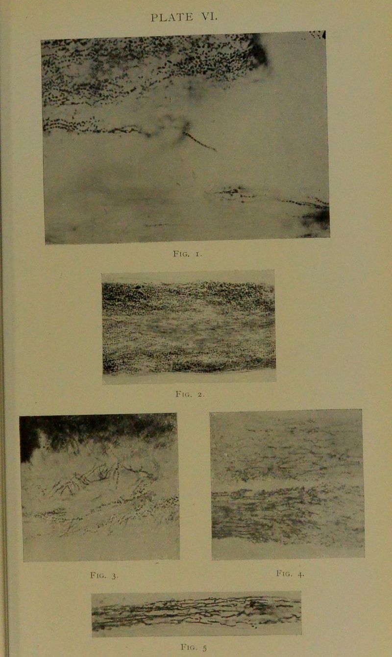 PLATE VI. Fig. 2.