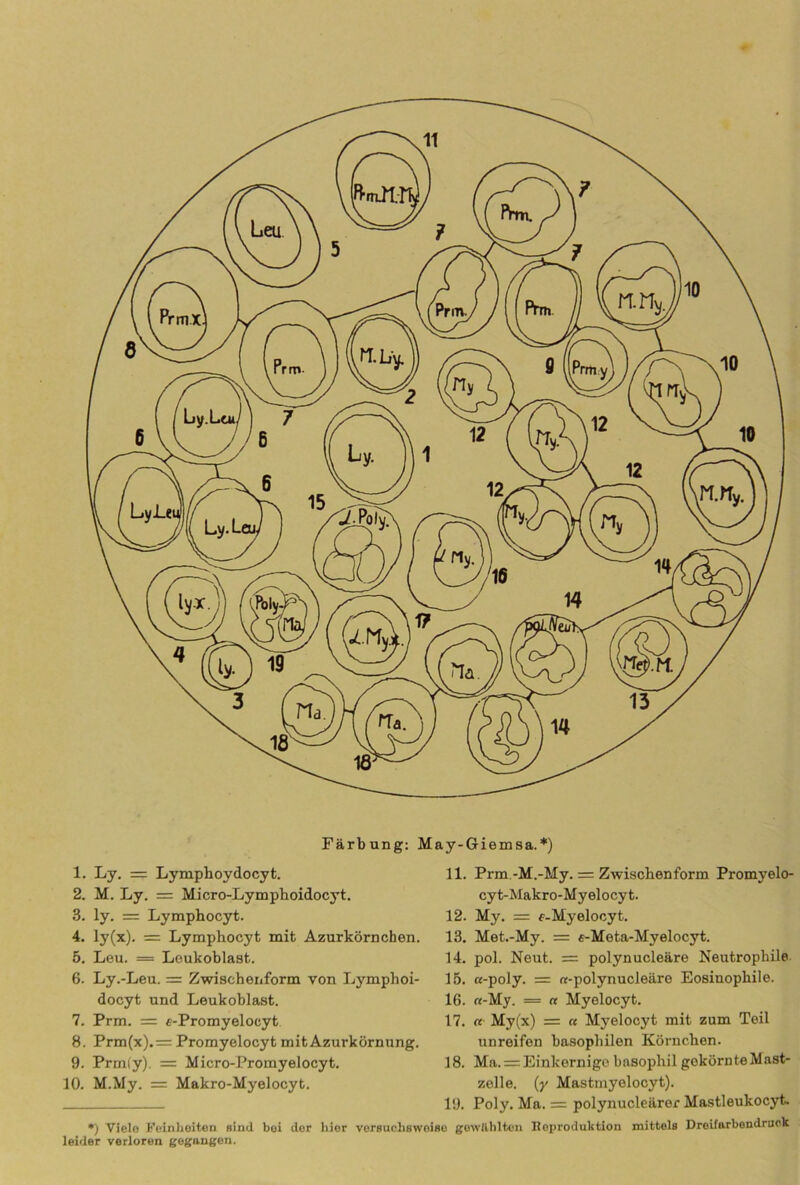 Färbung: May-Giemsa.*) 1. Ly. = Lympboydocyt. 2. M. Ly. = Micro-Lympboidocyt. 3. ly. = Lympbocyt. 4. ly(x). = Lymphocyt mit Azurkörnchen. 5. Leu. = Leukoblast. 6. Ly .-Leu. = Zwischenform von Lymphoi- docyt und Leukoblast. 7. Prm. = c-Promyelocyt 8. Prm(x).= Promyelocyt mit Azurkörnung. 9. Prm(y). = Micro-Promyelocyt. 10. M.My. = Makro-Myelocyt. 11. Prm.-M.-My. = Zwischenform Promyelo- cyt-Makro-Myelocyt. 12. My. = f-Myelocyt. 13. Met.-My. = e-Meta-Myelocyt. 14. pol. Neut. = polynucleäre Neutrophile. 15. a-poly. = «-polynucleäro Eosinophile. 16. «-My. = « Myelocyt. 17. « My(x) = « Myelocyt mit zum Teil unreifen basophilen Körnchen. 18. Ma. = Einkernige basophil gekörnteMast- 19. zelle. (y Mastmyelocyt). Poly. Ma. = polynucleärer Mastleukocyt. *) Viele Feinheiten sind boi der liier versuchsweise gewählten ^Reproduktion mittels Dreifarbendruck leider verloren gegangen.