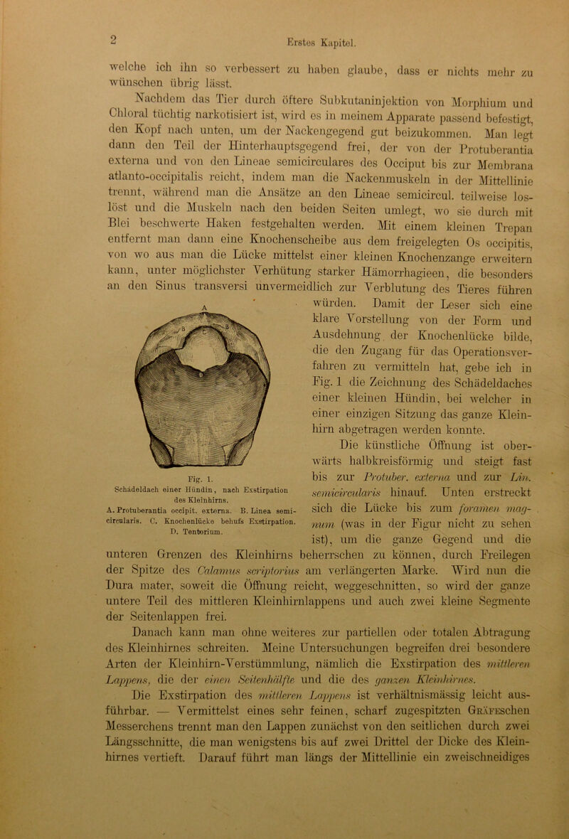 welche ich ihn so verbessert zu haben glaube, dass er nichts mehr zu wünschen übrig lässt. Nachdem das Tier durch öftere Subkutaninjektion von Morphium und Chloral tüchtig narkotisiert ist, wird es in meinem Apparate passend befestigt, den Kopf nach unten, um der Nackengegend gut beizukommen. Man legt dann den Teil der Hinterhauptsgegend frei, der von der Protuberantia externa und von den Lineae semicirculares des Occiput bis zur Membrana atlanto-occipitalis reicht, indem man die Nackenmuskeln in der Mittellinie tiennt, wählend man die Ansätze an den Lineae semicircul. teilweise los- löst und die Muskeln nach den beiden Seiten umlegt, wo sie durch mit Blei beschwerte Haken festgehalten werden. Mit einem kleinen Trepan entfernt man dann eine Knochenscheibe aus dem freigelegten Os occipitis. von wo aus man die Lücke mittelst einer kleinen Knochenzange erweitern kann, unter möglichster Verhütung starker Hämorrhagieen, die besonders an den Sinus transversi unvermeidlich zur Verblutung des Tieres führen würden. Hamit der Leser sich eine klare Vorstellung von der Form und Ausdehnung der Knochenlücke bilde, die den Zugang für das Operationsver- fahren zu vermitteln hat, gebe ich in Fig. 1 die Zeichnung des Schädeldaches einer kleinen Hündin, bei welcher in einer einzigen Sitzung das ganze Klein- hirn abgetragen werden konnte. Hie künstliche Öffnung ist ober- wärts halbkreisförmig und steigt fast bis zur Protuber, externa und zur Lin. semicircularis hinauf. Unten erstreckt sich die Lücke bis zum foramen mag- num (was in der Figur nicht zu sehen ist), um die ganze Gegend und die unteren Grenzen des Kleinhirns beherrschen zu können, durch Freilegen der Spitze des Calamus seriptorius am verlängerten Marke. Wird nun die Hura mater, soweit die Öffnung reicht, weggeschnitten, so wird der ganze untere Teil des mittleren Kleinhirnlappens und auch zwei kleine Segmente der Seitenlappen frei. Hanach kann man ohne weiteres zur partiellen oder totalen Abtragung des Kleinhirnes schreiten. Meine Untersuchungen begreifen drei besondere Arten der Kleinhirn-Verstümmlung, nämlich die Exstirpation des mittleren Lappens, die der einen Seitenhälfte und die des ganzen Kleinhirnes. Hie Exstirpation des mittleren Lappens ist verhältnismässig leicht aus- führbar. — Vermittelst eines sehr feinen, scharf zugespitzten GRÄFESchen Messerchens trennt man den Lappen zunächst von den seitlichen durch zwei Längsschnitte, die man wenigstens bis auf zwei Hrittel der Hicke des Klein- hirnes vertieft. Harauf führt man längs der Mittellinie ein zweischneidiges Fig. 1. Schädeldach einer Hündin, nach Exstirpation des Kleinhirns. A. Protuberantia occipit. externa. B. Linea semi- circularis. C. Knochenlücke behufs Exstirpation. D. Tentorium.