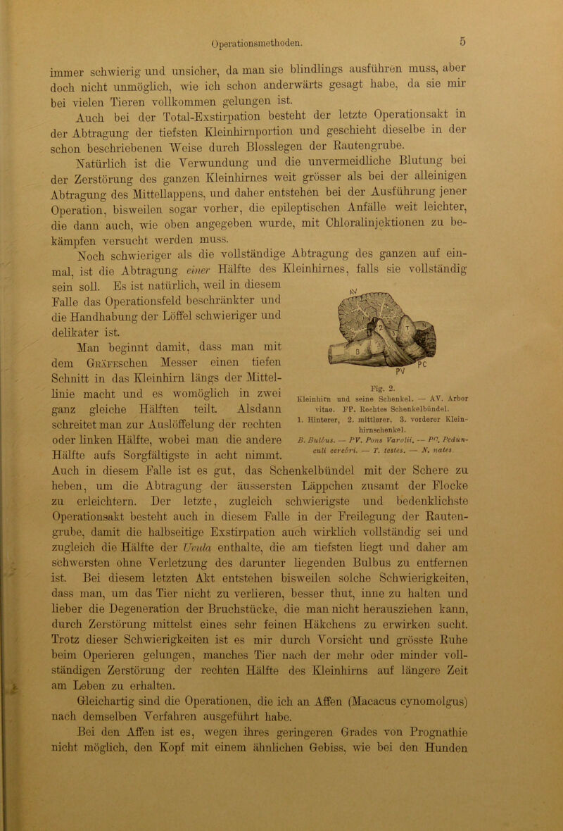 immer schwierig und unsicher, da man sie blindlings ausführen muss, aber doch nicht unmöglich, wie ich schon anderwärts gesagt habe, da sie mir bei vielen Tieren vollkommen gelungen ist. Auch bei der Total-Exstirpation besteht der letzte Operationsakt in der Abtragung der tiefsten Kleinhirnportion und geschieht dieselbe in der schon beschriebenen Weise durch Blosslegen der Rautengrube. Natürlich ist die Verwundung und die unvermeidliche Blutung bei der Zerstörung des ganzen Kleinhirnes weit grösser als bei der alleinigen Abtragung des Mittellappens, und daher entstehen bei der Ausführung jener Operation, bisweilen sogar vorher, die epileptischen Anfälle weit leichter, die dann auch, wie oben angegeben wurde, mit Chloralinjektionen zu be- kämpfen versucht werden muss. Noch schwieriger als die vollständige Abtragung des ganzen auf ein- mal, ist die Abtragung einer Hälfte des Kleinhirnes, falls sie vollständig sein soll. Es ist natürlich, weil in diesem Falle das Operationsfeld beschränkter und che Handhabung der Löffel schwieriger und delikater ist. Man beginnt damit, dass man mit dem GRÄFEseken Messer einen tiefen Schnitt in das Kleinhirn längs der Mittel- linie macht und es womöglich in zwei ganz gleiche Hälften teilt. Alsdann schreitet man zur Auslöffelung der rechten oder Unken Hälfte, wobei man die andere Hälfte aufs Sorgfältigste in acht nimmt. Auch in diesem Falle ist es gut, das Schenkelbündel mit der Schere zu heben, um die Abtragung der äussersten Läppchen zusamt der Flocke zu erleichtern. Der letzte, zugleich schwierigste und bedenklichste Operationsakt besteht auch in diesem Falle in der Freilegung der Rauten- grube, damit die halbseitige Exstirpation auch wirklich vollständig sei und zugleich die Hälfte der Uvula enthalte, die am tiefsten liegt und daher am schwersten ohne Verletzung des darunter liegenden Bulbus zu entfernen ist. Bei diesem letzten Akt entstehen bisweilen solche Schwierigkeiten, dass man, um das Tier nicht zu verlieren, besser thut, inne zu halten und lieber die Degeneration der Bruchstücke, die man nicht herausziehen kann, durch Zerstörung mittelst eines sehr feinen Häkchens zu erwirken sucht. Trotz dieser Schwierigkeiten ist es mir durch Vorsicht und grösste Ruhe beim Operieren gelungen, manches Tier nach der mehr oder minder voll- ständigen Zerstörung der rechten Hälfte des Kleinhirns auf längere Zeit am Leben zu erhalten. Gleichartig sind die Operationen, die ich an Affen (Macacus cynomolgus) nach demselben Verfahren ausgeführt habe. Bei den Affen ist es, wegen ihres geringeren Grades von Prognathie nicht möglich, den Kopf mit einem ähnlichen Gebiss, wie bei den Hunden Fig. 2. Kleinhirn und seine Schenkel. — AV. Arbor vitae. FP. Rechtes Schenkelbündel. 1. Hinterer, 2. mittlerer, 3. vorderer Klein- hirnschenkel. B. Bulbus. — PV. Pons Varolii. — Pn. Pedun- culi cerebri. — 7’. festes. — jV. nates