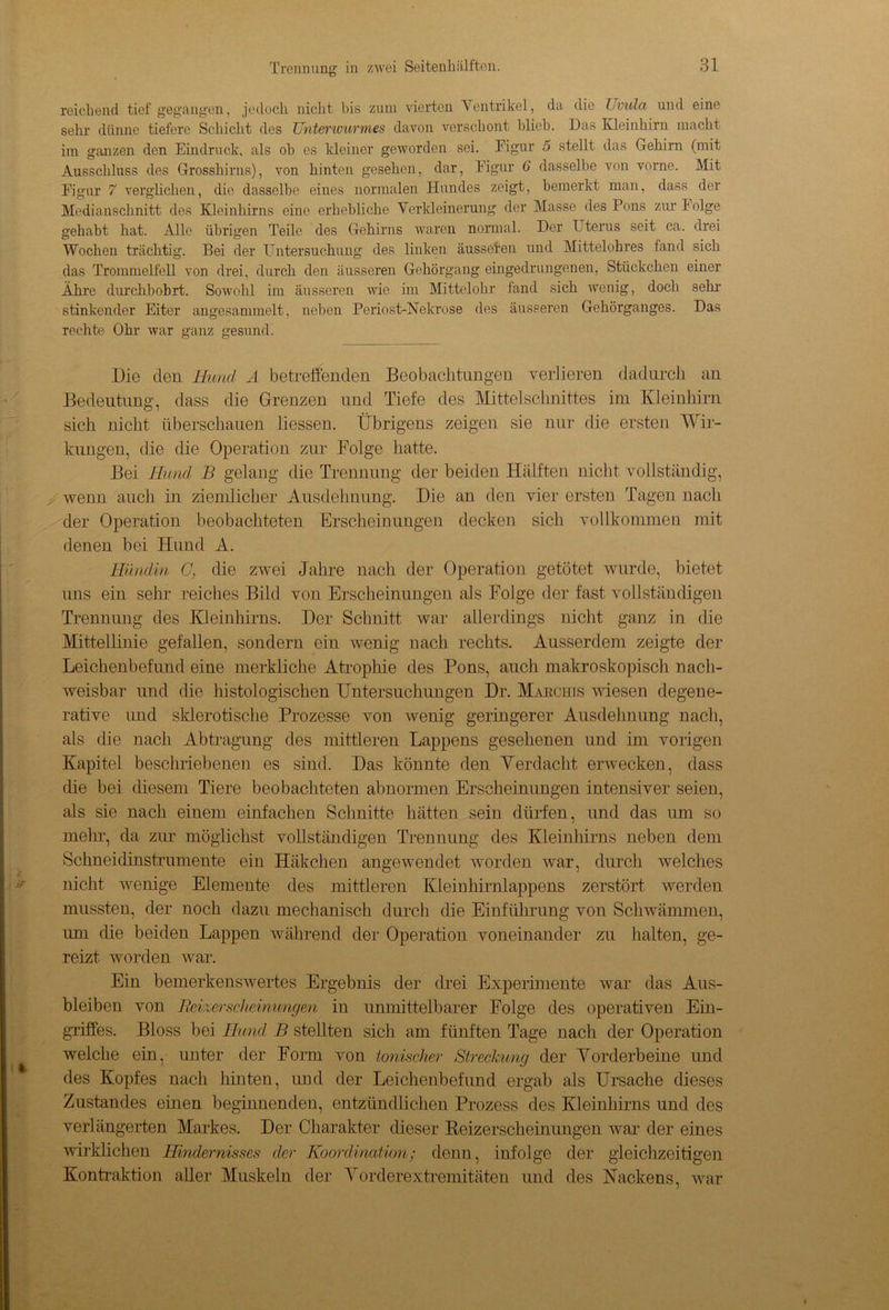 reichend tief gegangen, jedoch nicht bis zum vierten Ventrikel, da die Uvula und eine sehr dünne tiefere Schicht des Unterwurmes davon verschont blieb. Das Kleinhirn macht im ganzen den Eindruck, als oh es kleiner geworden sei. Figur 5 stellt das Gehirn (mit Ausschluss des Grosshirns), von hinten gesehen, dar, Figur 6 dasselbe von vorne. Mit Figur 7 verglichen, die dasselbe eines normalen Hundes zeigt, bemerkt man, dass der Medianschnitt des Kleinhirns eine erhebliche Verkleinerung der Masse des Pons zur Folge gehabt hat. Alle übrigen Teile des Gehirns waren normal. Der Uterus seit ca. drei Wochen trächtig. Bei der Untersuchung des linken äusseren und Mittelohres fand sich das Trommelfell von drei, durch den äusseren Gehörgang eingedrungenen, Stückchen einer Ähre durchbohrt. Sowohl im äusseren wie im Mittelohr fand sich wenig, doch sehl- stinkender Eiter angesammelt, neben Periost-Nekrose des äusseren Gehörganges. Das rechte Ohr war ganz gesund. Die den Hund A betreffenden Beobachtungen verlieren dadurch an Bedeutung, dass die Grenzen und Tiefe des Mittelschnittes im Kleinhirn sich nicht überschauen Hessen. Übrigens zeigen sie nur die ersten Wir- kungen, die die Operation zur Folge hatte. Bei Hund B gelang die Trennung der beiden Hälften nicht vollständig, wenn auch in ziemlicher Ausdehnung. Die an den vier ersten Tagen nach der Operation beobachteten Erscheinungen decken sich vollkommen mit denen bei Hund A. Hündin G, die zwei Jahre nach der Operation getötet wurde, bietet uns ein sehr reiches Bild von Erscheinungen als Folge der fast vollständigen Trennung des Kleinhirns. Der Schnitt war allerdings nicht ganz in die Mittellinie gefallen, sondern ein wenig nach rechts. Ausserdem zeigte der Leichenbefund eine merkliche Atrophie des Pons, auch makroskopisch nach- weisbar und die histologischen Untersuchungen Dr. March rs wiesen degene- rative und sklerotische Prozesse von wenig geringerer Ausdehnung nach, als die nach Abtragung des mittleren Lappens gesehenen und im vorigen Kapitel beschriebenen es sind. Das könnte den Verdacht erwecken, dass die bei diesem Tiere beobachteten abnormen Erscheinungen intensiver seien, als sie nach einem einfachen Schnitte hätten sein dürfen, und das um so mehr, da zur möglichst vollständigen Trennung des Kleinhirns neben dem Schneidinstrumente ein Häkchen angewendet worden war, durch welches nicht wenige Elemente des mittleren Kleinhirnlappens zerstört werden mussten, der noch dazu mechanisch durch die Einführung von Schwämmen, um die beiden Lappen während der Operation voneinander zu halten, ge- reizt. worden war. Ein bemerkenswertes Ergebnis der drei Experimente war das Aus- bleiben von Reizerscheimmgen in unmittelbarer Folge des operativen Ein- griffes. Bloss bei Hund B stefften sich am fünften Tage nach der Operation welche ein, unter der Form von tonischer Streckung der Vorderbeine und des Kopfes nach hinten, und der Leichenbefund ergab als Ursache dieses Zustandes einen beginnenden, entzündlichen Prozess des Kleinhirns und des verlängerten Markes. Der Charakter dieser Reizerscheinungen war der eines wirklichen Hindernisses der Koordination; denn, infolge der gleichzeitigen Kontraktion aller Muskeln der Vorderextremitäten und des Nackens, war