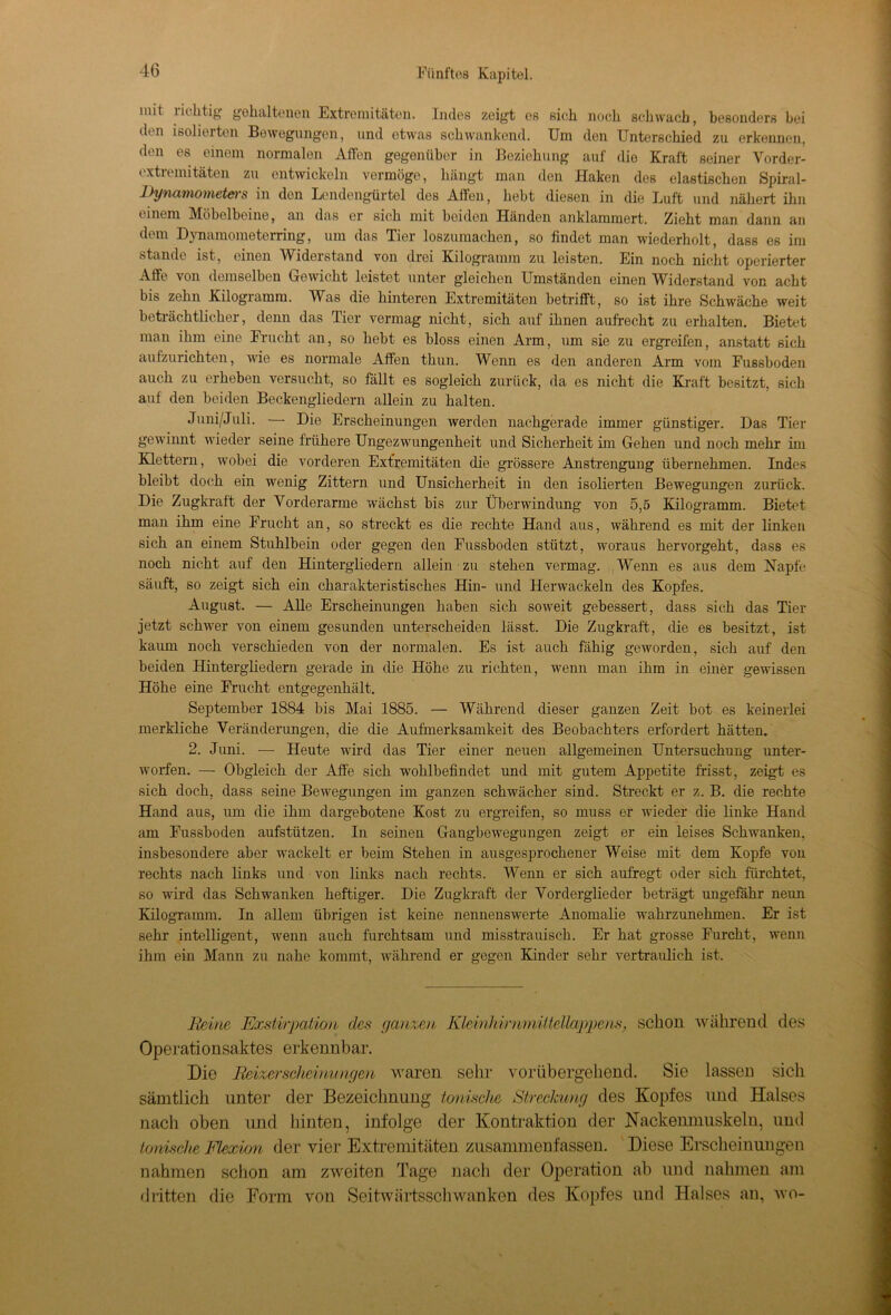 mit richtig gehaltenen Extremitäten. Indes zeigt es sich noch schwach, besonders bei den isolierten Bewegungen, und etwas schwankend. Um den Unterschied zu erkennen, den es einem normalen Affen gegenüber in Beziehung auf die Kraft seiner Vorder- extremitäten zu entwickeln vermöge, hängt man den Haken des elastischen Spiral- Dynamometers in den Lendengürtel des Affen, hebt diesen in die Luft und nähert ihn einem Möbelbeine, an das er sich mit beiden Händen anklammert. Zieht man dann an dem Dynamometerring, um das Tier loszumachen, so findet man wiederholt, dass es im stände ist, einen \Viderstand von drei Kilogramm zu leisten. Ein noch nicht operierter Affe von demselben Gewicht leistet unter gleichen Umständen einen Widerstand von acht bis zehn Kilogramm. Was die hinteren Extremitäten betrifft, so ist ihre Schwäche weit beträchtlicher, denn das Tier vermag nicht, sich auf ihnen aufrecht zu erhalten. Bietet man ihm eine Frucht an, so hebt es bloss einen Arm, um sie zu ergreifen, anstatt sich aufzurichten, wie es normale Affen thun. Wenn es den anderen Arm vom Fussboden auch zu erheben versucht, so fällt es sogleich zurück, da es nicht die Kraft besitzt, sich auf den beiden Beckengliedern allein zu halten. Juni/Juli. — Die Erscheinungen werden nachgerade immer günstiger. Das Tier gewinnt wieder seine frühere Ungezwungenheit und Sicherheit im Gehen und noch mehr im Klettern, wobei die vorderen Extremitäten die grössere Anstrengung übernehmen. Indes bleibt doch ein wenig Zittern und Unsicherheit in den isolierten Bewegungen zurück. Die Zugkraft der Vorderarme wächst bis zur Überwindung von 5,5 Kilogramm. Bietet man ihm eine Frucht an, so streckt es die rechte Hand aus, während es mit der linken sich an einem Stuhlbein oder gegen den Fussboden stützt, woraus hervorgeht, dass es noch nicht auf den Hintergliedern allein zu stehen vermag. Wenn es aus dem Napfe säuft, so zeigt sich ein charakteristisches Hin- und Herwackeln des Kopfes. August. — Alle Erscheinungen haben sich soweit gebessert, dass sich das Tier jetzt schwer von einem gesunden unterscheiden lässt. Die Zugkraft, die es besitzt, ist kaum noch verschieden von der normalen. Es ist auch fähig geworden, sich auf den beiden Hintergliedern gerade in die Höhe zu richten, wenn man ihm in einer gewissen Höhe eine Frucht entgegenhält. September 1884 bis Mai 1885. — Während dieser ganzen Zeit bot es keinerlei merkliche Veränderungen, die die Aufmerksamkeit des Beobachters erfordert hätten. 2. Juni. — Heute wird das Tier einer neuen allgemeinen Untersuchung unter- worfen. — Obgleich der Affe sich wohlbefindet und mit gutem Appetite frisst, zeigt es sich doch, dass seine Bewegungen im ganzen schwächer sind. Streckt er z. B. die rechte Hand aus, um die ihm dargebotene Kost zu ergreifen, so muss er wieder die linke Hand am Fussboden aufstützen. In seinen Gangbewegungen zeigt er ein leises Schwanken, insbesondere aber wackelt er beim Stehen in ausgesprochener Weise mit dem Kopfe von rechts nach links und von links nach rechts. Wenn er sich aufregt oder sich fürchtet, so wird das Schwanken heftiger. Die Zugkraft der Vorderglieder beträgt ungefähr neun Kilogramm. In allem übrigen ist keine nennenswerte Anomalie wahrzunehmen. Er ist sehr intelligent, wenn auch furchtsam und misstrauisch. Er hat grosse Furcht, wenn ihm ein Mann zu nahe kommt, während er gegen Kinder sehr vertraulich ist. Beine Exstirpation des ganzen Khi/nhirnmiitellappem, schon während des Operationsaktes erkennbar. Die Beizerscheinungen waren sehr vorübergehend. Sie lassen sich sämtlich unter der Bezeichnung tonische Streckung des Kopfes und Halses nach oben und hinten, infolge der Kontraktion der Nackenmuskeln, und tonische Fleximi der vier Extremitäten zusammen fassen. Diese Erscheinungen nahmen schon am zweiten Tage nach der Operation ab und nahmen am dritten die Form von Seitwärtsschwanken des Kopfes und Halses an, wo-