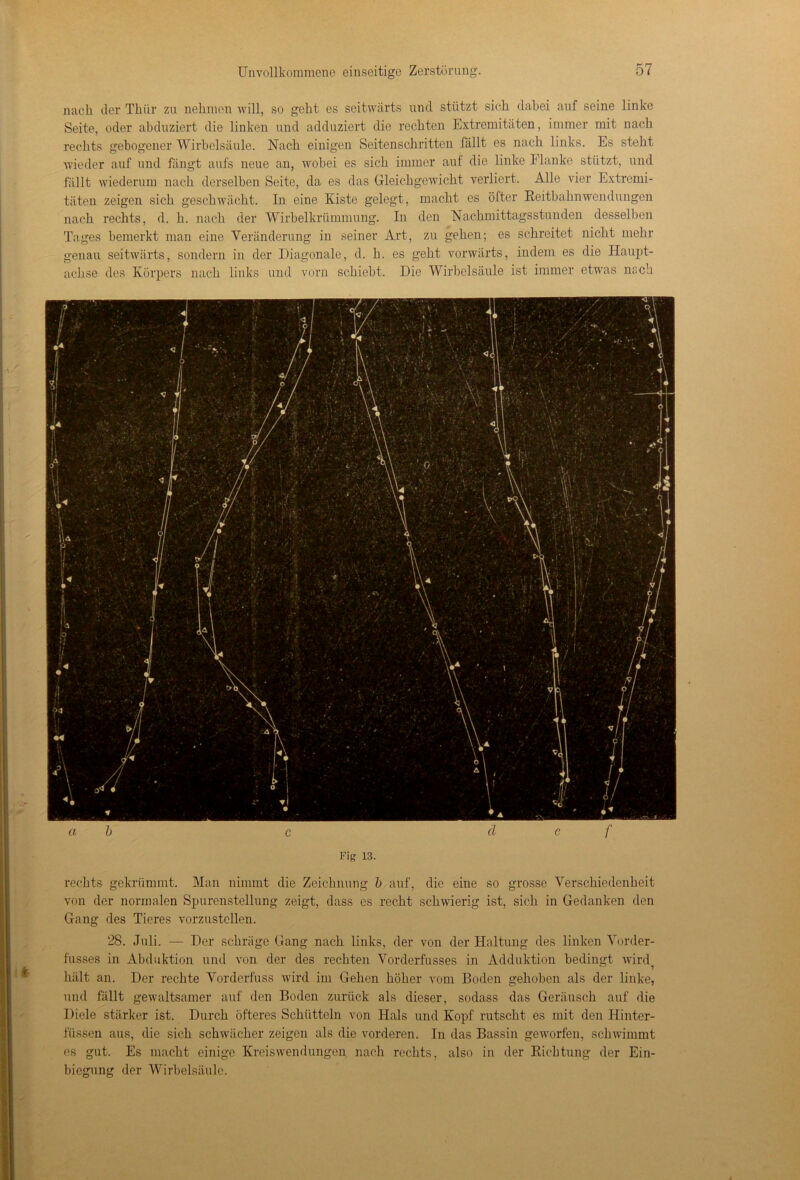 nach der Thür zu nehmen will, so geht es seitwärts und stützt sich dabei auf seine linke Seite, oder ahduziert die linken und adduziert die rechten Extremitäten, immer mit nach rechts gebogener Wirbelsäule. Nach einigen Seitenschritten fällt es nach links. Es steht wieder auf und fängt aufs neue an, wobei es sich immer auf die linke Flanke stützt, und fällt wiederum nach derselben Seite, da es das Gleichgewicht verliert. Alle vier Extremi- täten zeigen sich geschwächt. In eine Kiste gelegt, macht es öfter Reitbahn Wendungen nach rechts, d. h. nach der Wirbelkrümmung. In den Nachmittagsstunden desselben Tages bemerkt man eine Veränderung in seiner Art, zu gehen; es schreitet nicht mehr genau seitwärts, sondern in der Diagonale, d. h. es geht vorwärts, indem es die Haupt- achse des Körpers nach links und vorn schiebt. Die Wirbelsäule ist immer etwas nach ab c d e f Fig 13. rechts gekrümmt. Man nimmt die Zeichnung b auf, die eine so grosse Verschiedenheit von der normalen Spurenstellung zeigt, dass es recht schwierig ist, sich in Gedanken den Gang des Tieres vorzustellen. 28. Juli. — Der schräge Gang nach links, der von der Haltung des linken Vorder- fusses in Abduktion und von der des rechten Vorderfusses in Adduktion bedingt wird? hält an. Der rechte Vorderfuss wird im Gehen höher vom Boden gehoben als der linke, und fällt gewaltsamer auf den Boden zurück als dieser, sodass das Geräusch auf die Diele stärker ist. Durch öfteres Schütteln von Hals und Kopf rutscht es mit den Hinter- füssen aus, die sich schwächer zeigen als die vorderen. In das Bassin geworfen, schwimmt es gut. Es macht einige Kreiswendungen nach rechts, also in der Richtung der Ein- biegung der Wirbelsäule.