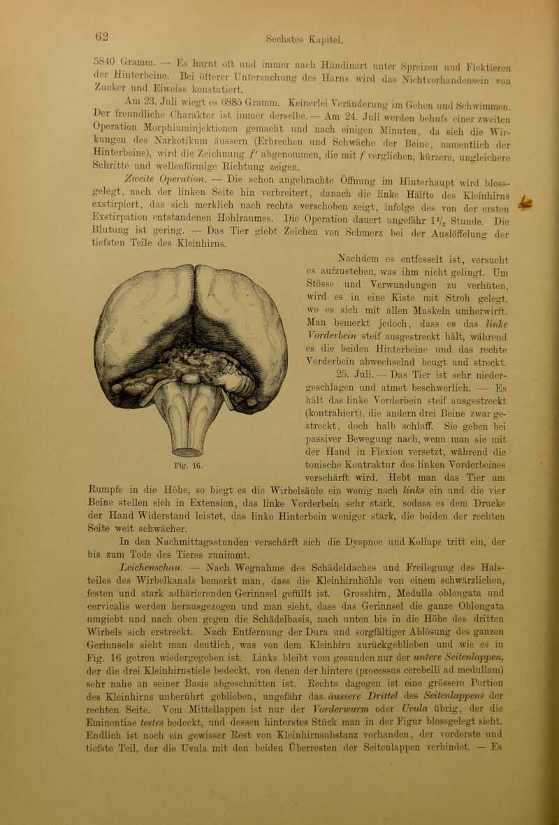 <32 ;>b40 Gramm. — Es harnt oft und immer nach der Hinterbeine. Bei öfterer Untersuchung des Zucker und Eiweiss konstatiert. Hündinart unter Spreizen und Flektieren Harns wird das Nichtvorhandensein von Am 23. Juli wiegt es 6885 Gramm. Keinerlei Veränderung im Gehen und Schwimmen. Her freundliche Charakter ist immer derselbe. — Am 24. Juli werden behufs einer zweiten Operation Morphiuminjektionen gemacht und nach einigen Minuten, da sich die Wir- kungen des Narkotikum iiussern (Erbrechen und Schwäche der Beine, namentlich der Hinterbeine), wird die Zeichnung f‘ abgenommen, die mit f verglichen, kürzere, ungleichere Schritte und wellenförmige Bichtung zeigen. Zweite Operation. — Die schon angebrachte Öffnung im Hinterhaupt wird bloss- gelegt, nach der linken Seite hin verbreitert, danach die linke Hälfte des Kleinhirns exstirpiert, das sich merklich nach rechts verschoben zeigt, infolge des von der ersten Exstirpation entstandenen Hohlraumes. Die Operation dauert ungefähr l»/8 Stunde. Die Blutung ist gering. — Das Tier giebt Zeichen von Schmerz bei der Auslöffelung der tiefsten Teile des Kleinhirns. Nachdem es entfesselt ist, versucht es aufzustehen, was ihm nicht gelingt. Um Stösse und Verwundungen zu verhüten, wird es in eine Kiste mit Stroh gelegt, wo es sich mit allen Muskeln umherwirft. Man bemerkt jedoch, dass es das linke Vorderbein steif ausgestreckt hält, während es die beiden Hinterbeine und das rechte Vorderbein abwechselnd beugt und streckt. 25. Juli. — Das Tier ist sehr nieder- geschlagen und atmet beschwerlich. — Es hält das linke Vorderbein steif ausgestreckt (kontrahiert), die andern drei Beine zwar ge- streckt, doch halb schlaff. Sie geben bei passiver Bewegung nach, wenn man sie mit der Hand in Flexion versetzt, während che Fi. 16. tonische Kontraktur des linken Vorderbeines verschärft wird. Hebt man das Tier am Bumpfe in die Höhe, so biegt es die Wirbelsäule ein wenig nach links ein und die vier Beine stellen sich in Extension, das linke Vorderbein sehr stark, sodass es dem Drucke der Hand Widerstand leistet, das linke Hinterbein weniger stark, die beiden der rechten Seite weit schwächer. In den Nachmittagsstunden verschärft sich die Dyspnoe und Kollaps tritt ein, der bis zum Tode des Tieres zunimmt. Leichenschau. — Nach Wegnahme des Schädeldaches und Freilegung des Hals- teiles des Wirbelkanals bemerkt man, dass die Kleinhirnhöhle von einem schwärzlichen, festen und stark adhärierenden Gerinnsel gefüllt ist. Grosshirn, Medulla oblongata und cervicalis werden herausgezogen und man sieht, dass das Gerinnsel die ganze Oblongata umgiebt und nach oben gegen die Schädelbasis, nach unten bis in die Höhe des dritten Wirbels sich erstreckt. Nach Entfernung der Dura und sorgfältiger Ablösung des ganzen Gerinnsels sieht man deutlich, was von dem Kleinhirn zurückgeblieben und wie es in Fig. 16 getreu wiedergegeben ist. Links bleibt vom gesunden nur der wntere Seitenlappen, der die drei Kleinhirnstiele bedeckt, von denen der hintere (processus cerebelli ad medullam) sehr nahe an seiner Basis abgeschnitten ist. Kechts dagegen ist eine grössere Portion des Kleinhirns unberührt geblieben, ungefähr das. äussere Drittel des Seitenlappens der rechten Seite. Vom Mittellappen ist nur der Vorderwurm oder Uvula übrig, der die Eminentiae festes bedeckt, und dessen hinterstes Stück man in der Figur blossgelegt sieht. Endlich ist noch ein gewisser Best von Kleinhirnsubstanz vorhanden, der vorderste und tiefste Teil, der die Uvula mit den beiden Überresten der Seitenlappen verbindet. — Es