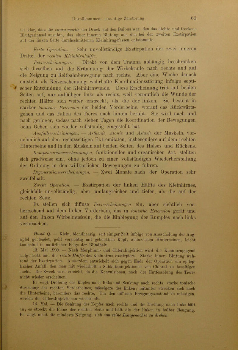 ist klar, dass die causa mortis der Druck auf den Bulbus war, den das dichte und trockene Blutgerinnsel ausübte, das einer inneren Blutung aus den bei der zweiten Exstirpation auf der linken Seite durchschnittenen Kleinhirngefässen entstammte. Erste Operation. — Sehr unvollständige Exstirpation der zwei inneren Drittel der rechten Kleinhirnhälfte. Meizerscheinungen. — Direkt von dem Trauma abhängig, beschränken sich dieselben auf die Krümmung der Wirbelsäule nach rechts und auf die Neigung zu Reitbahnbewegung nach rechts. Aber eine Woche danach entsteht als Reizerscheinung wahrhafte Koordinationsstörung infolge septi- '■* scher Entzündung der Kleinhirnwunde. Diese Erscheinung tritt auf beiden Seiten auf, nur auffälliger links als rechts, weil vermutlich die Wunde der rechten Hälfte sich weiter erstreckt, als die der linken. Sie besteht in starker tonischer Extension der beiden Vorderbeine, worauf das Rückwärts- gehen und das Fallen des Tieres nach hinten beruht. Sie wird nach und nach geringer, sodass nach sieben Tagen die Koordination der Bewegungen beim Gehen sich wieder vollständig eingestellt hat. Ausfallserscheinungen. — Asthenie, Atome und Astasie der Muskeln, vor- nehmlich auf den rechtsseitigen Extremitäten, insbesondere auf dem rechten Hinterbeine und in den Muskeln auf beiden Seiten des Halses und Rückens. Kompensatieniserscheinungen, funktioneller und organischer Art, stellten sich gradweise ein, ohne jedoch zu einer vollständigen Wiederherstellung der Ordnung in den willkürlichen Bewegungen zu führen. Degenerationserscheinungen. —- Zwei Monate nach der Operation sehr zweifelhaft. Zweite Operation, — Exstirpation der linken Hälfte des Kleinhirnes, gleichfalls unvollständig, aber umfangreicher und tiefer, als die auf der rechten Seite. Es stellen sich diffuse Reizerscheinungen ein, aber sichtlich vor- herrschend auf dem linken Vorderbein, das in tonische Extension gerät und auf den linken Wirbelmuskeln, die die Einbiegung des Rumpfes nach links verursachen. Hund Q. — Klein, blondhaarig, seit einiger Zeit infolge von Ausschälung der Aug- äpfel geblendet, geht vorsichtig mit gebücktem Kopf, abduzierten Hinterbeinen, leicht taumelnd in natürlicher Folge der Blindheit. 13. Mai 1890. — Nach Morphium- und Chloralinjektion wird die Kleinhirngegend aufgedeckt und die rechte Hälfte des Kleinhirns exstirpiert. Starke innere Blutung wäh- rend der Exstirpation. Ausserdem entwickelt sich gegen Ende der Operation ein epilep- tischer Anfall, den man mit wiederholten Subkutaninjektionen von Chloral zu beseitigen sucht. Der Zweck wird erreicht, da die Konvulsionen, nach der Entfesselung des Tieres nicht wieder erscheinen. Es zeigt Drehung des Kopfes nach links und Senkung nach rechts, starke tonische Streckung des rechten Vorderbeines, massigere des linken; mitunter strecken sich auch die Hinterbeine, besonders das rechte. Um den diffusen Erregungszustand zu massigen, werden die Chloralinjektionen wiederholt. 14. Mai. — Die Senkung des Kopfes nach rechts und die Drehung nach links hält an; es streckt die Beine der rechten Seite und hält die der linken in halber Beusruno- O ö Es zeigt nicht die mindeste Neigung, sich um seine Längenachse zu drehen.