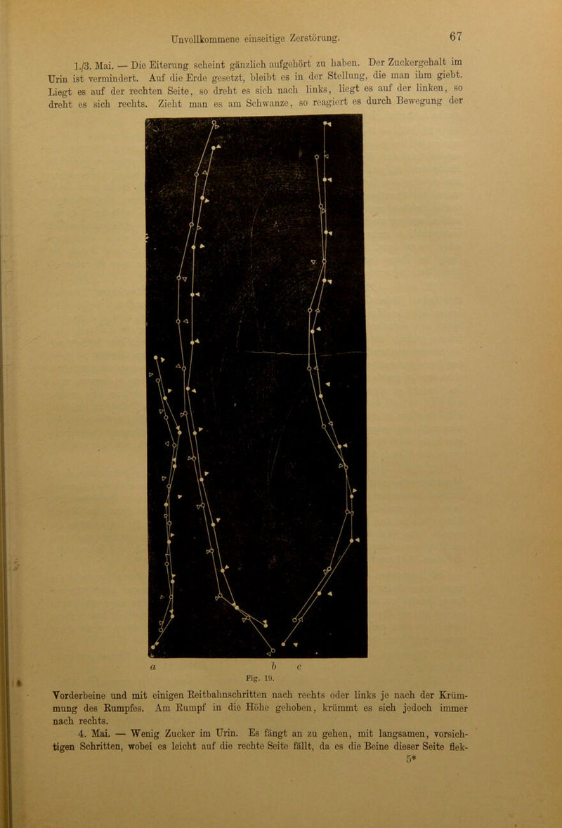 1./3. Mai. — Die Eiterung scheint gänzlich aufgehört zu haben. Der Zuckergehalt im Urin ist vermindert. Auf die Erde gesetzt, bleibt es in der Stellung, die man ihm giebt. Liegt es auf der rechten Seite, so dreht es sich nach links, liegt es auf der linken, so dreht es sich rechts. Zieht man es am Schwänze, so reagiert es durch Bewegung der a b c Fig. 19. Vorderbeine und mit einigen Reitbahnschritten nach rechts oder links je nach der Krüm- mung des Rumpfes. Am Rumpf in die Höhe gehoben, krümmt es sich jedoch immer nach rechts. 4. Mai. — Wenig Zucker im Urin. Es fängt an zu gehen, mit langsamen, vorsich- tigen Schritten, wobei es leicht auf die rechte Seite fällt, da es die Beine dieser Seite flek- 5*