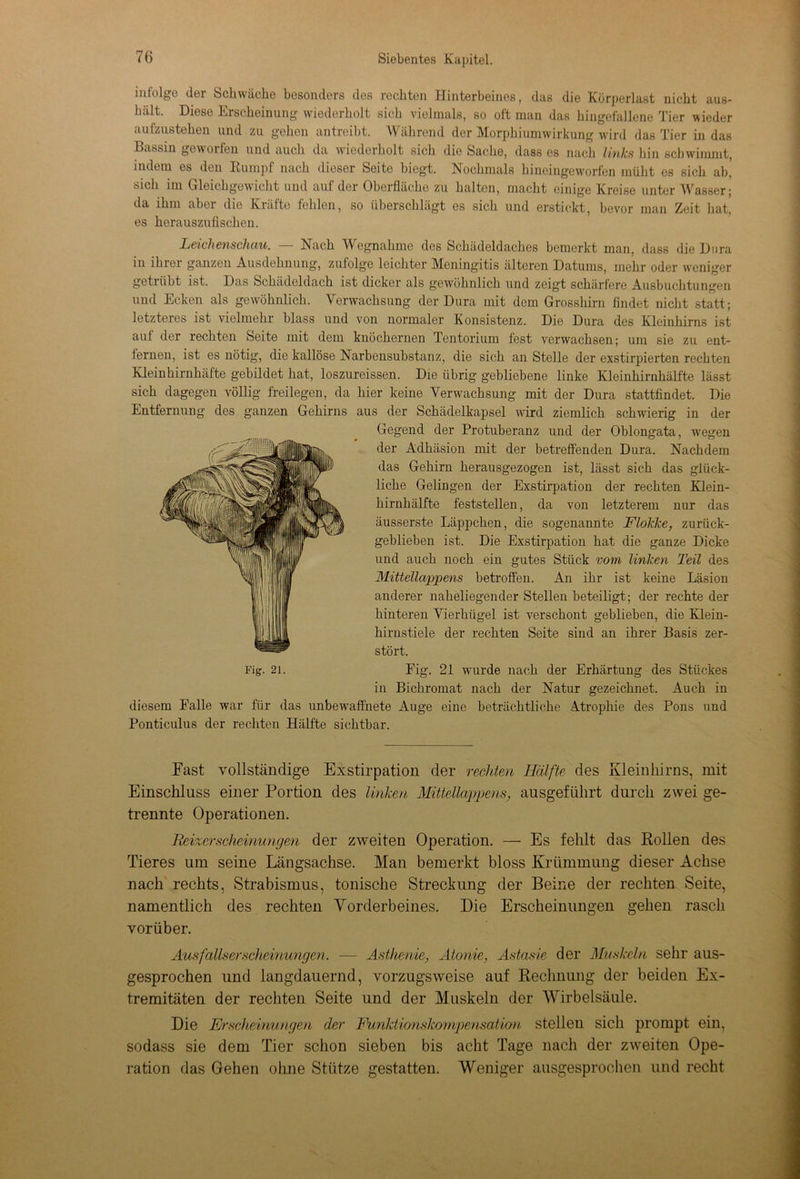 infolge der Schwäche besonders des rechten Hinterbeines, das die Körperlast nicht aus- hält. Diese Erscheinung wiederholt sich vielmals, so oft man das hingefallene Tier wieder aufzustehen und zu gehen antreibt. Während der Morphiumwirkung wird das Tier in das Bassin geworfen und auch da wiederholt sich die Sache, dass es nach links hin schwimmt, indem es den Kumpf nach dieser Seite biegt. Nochmals hineingeworfen müht es sich ab, sich im Gleichgewicht und auf der Oberfläche zu halten, macht einige Kreise unter Wasser; da ihm aber die Kräfte fehlen, so überschlägt es sich und erstickt, bevor man Zeit hat, es herauszufischen. Leichenschau. — Nach Wegnahme des Schädeldaches bemerkt man, dass die Dura in ihrer ganzen Ausdehnung, zufolge leichter Meningitis älteren Datums, mehr oder weniger getiiibt ist. Das Schädeldach ist dicker als gewöhnlich und zeigt schärfere Ausbuchtungen und Ecken als gewöhnlich. Verwachsung der Dura mit dem Grosshirn findet nicht statt; letzteres ist vielmehr blass und von normaler Konsistenz. Die Dura des Kleinhirns ist auf der rechten Seite mit dem knöchernen Tentorium fest verwachsen; um sie zu ent- fernen, ist es nötig, die kallöse Narbensubstanz, die sich an Stelle der exstirpierten rechten Kleinhirnhäfte gebildet hat, loszureissen. Die übrig gebliebene linke Kleinhirnhälfte lässt sich dagegen völlig freilegen, da hier keine Verwachsung mit der Dura stattfindet. Die Entfernung des ganzen Gehirns aus der Schädelkapsel wird ziemlich schwierig in der Gegend der Protuberanz und der Oblongata, wegen der Adhäsion mit der betreffenden Dura. Nachdem das Gehirn herausgezogen ist, lässt sich das glück- liche Gelingen der Exstirpation der rechten Klein- hirnhälfte feststellen, da von letzterem nur das äusserste Läppchen, die sogenannte Flokke, zurück- geblieben ist. Die Exstirpation hat die ganze Dicke und auch noch ein gutes Stück vom linken Teil des Mittellappens betroffen. An ihr ist keine Läsion anderer naheliegender Stellen beteiligt; der rechte der hinteren Vierhügel ist verschont geblieben, die Klein- hirnstiele der rechten Seite sind an ihrer Basis zer- stört. Eig. 21 wurde nach der Erhärtung des Stückes in Bichromat nach der Natur gezeichnet. Auch in diesem Falle war für das unbewaffnete Ange eine beträchtliche Atrophie des Pons und Ponticulus der rechten Hälfte sichtbar. Fast vollständige Exstirpation der rechten Hälfte des Kleinhirns, mit Einschluss einer Portion des linken Mittellappens, ausgeführt durch zwei ge- trennte Operationen. Reizerscheinungen der zweiten Operation. — Es fehlt das Pollen des Tieres um seine Längsachse. Man bemerkt bloss Krümmung dieser Achse nach rechts, Strabismus, tonische Streckung der Beine der rechten Seite, namentlich des rechten Vorderbeines. Die Erscheinungen gehen rasch vorüber. Ausfallserscheinungen. — Asthenie, Atonie, Astasie der Muskeln sehr aus- gesprochen und langdauernd, vorzugsweise auf Rechnung der beiden Ex- tremitäten der rechten Seite und der Muskeln der Wirbelsäule. Die Erscheinungen der Fimktionslcompensation stellen sich prompt ein, sodass sie dem Tier schon sieben bis acht Tage nach der zweiten Ope- ration das Gehen ohne Stütze gestatten. Weniger ausgesprochen und recht